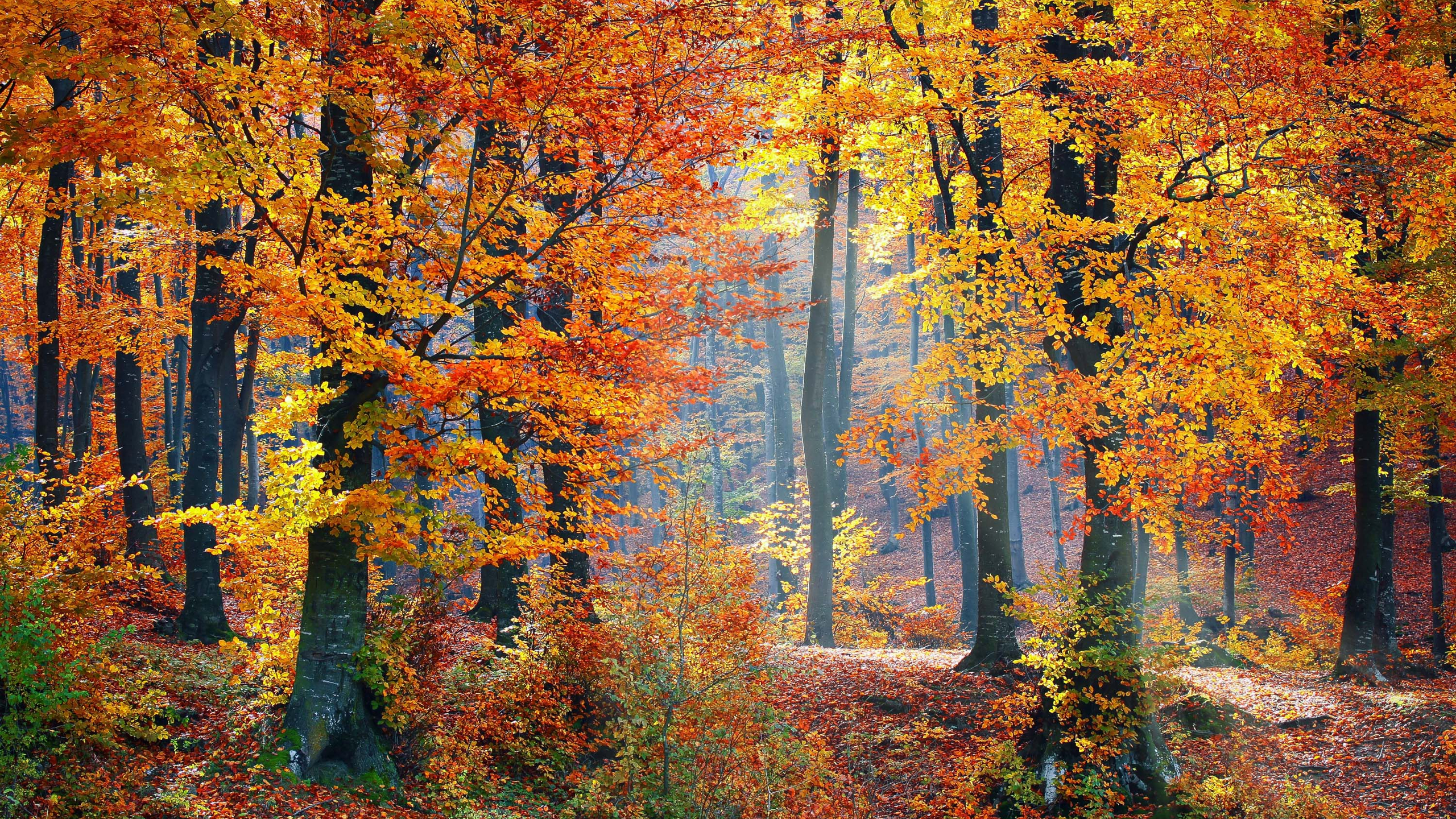 Скачать картинку Осень, Лес, Дерево, Солнечный Свет, Земля/природа в телефон бесплатно.