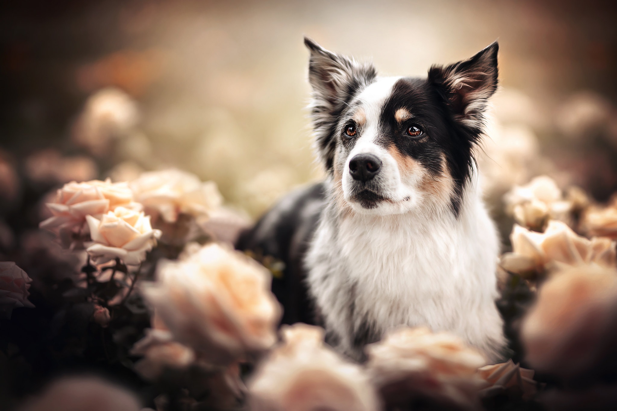 Laden Sie das Tiere, Hunde, Blume, Hund, Border Collie-Bild kostenlos auf Ihren PC-Desktop herunter