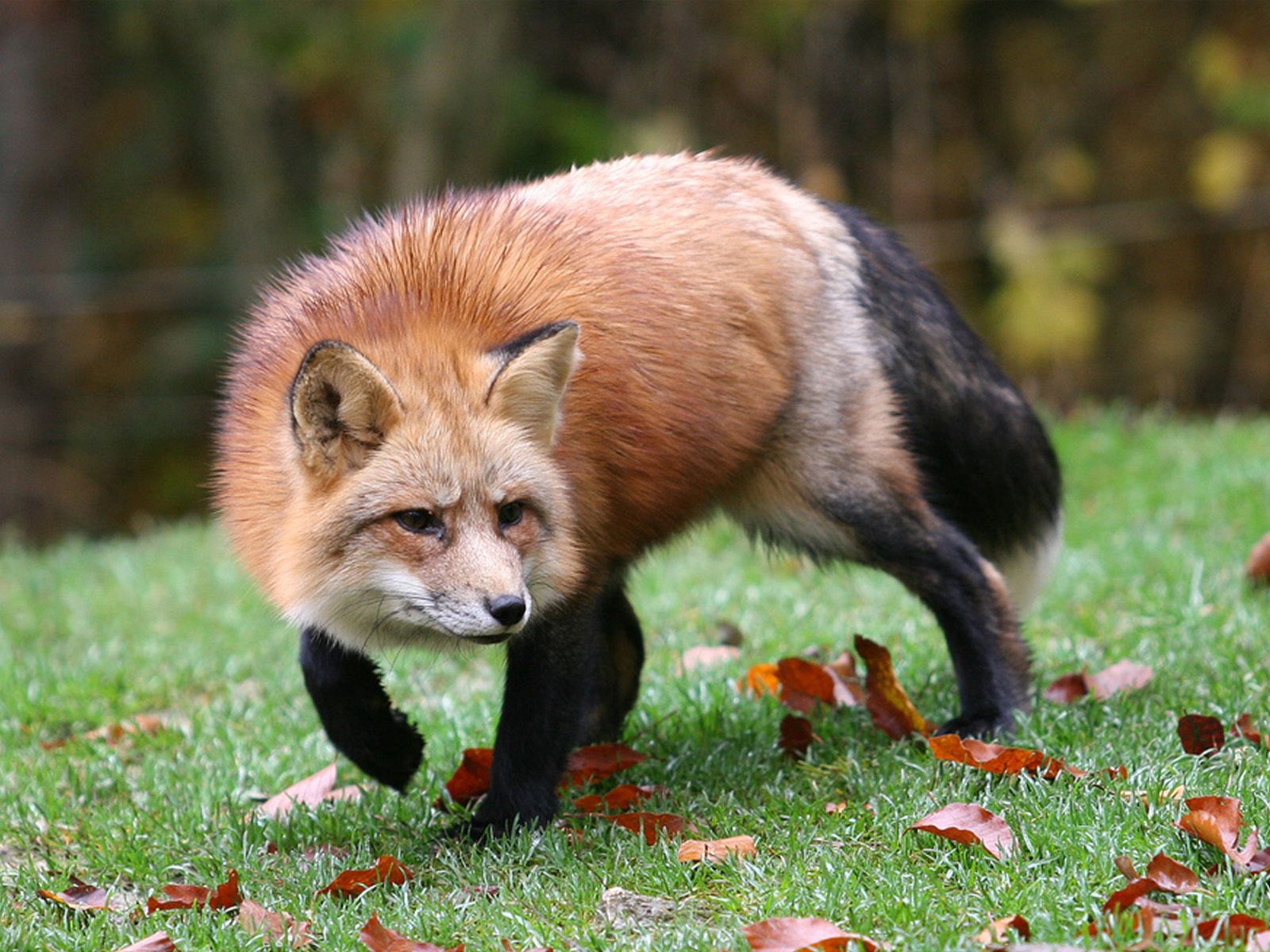 animals, grass, autumn, leaves, fox, hunting, hunt, alertness