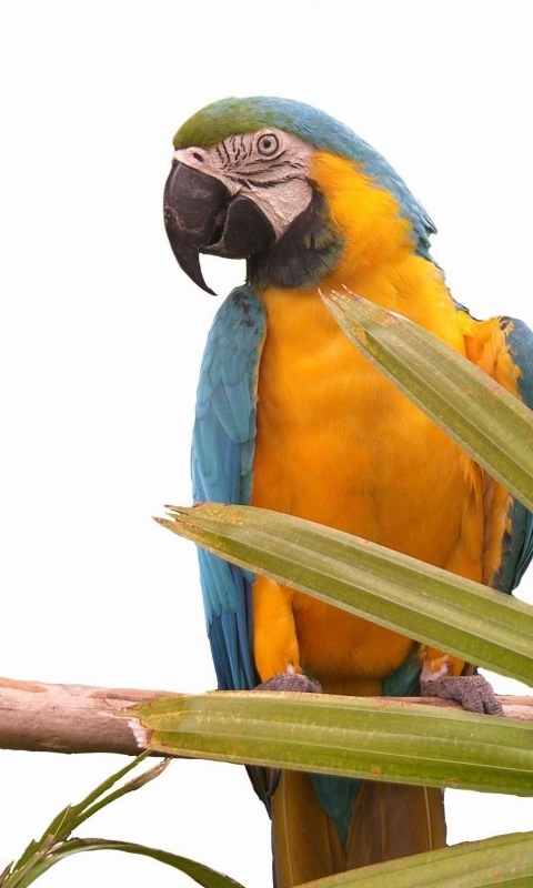 Descarga gratuita de fondo de pantalla para móvil de Animales, Aves, Guacamayo Azul Y Amarillo.