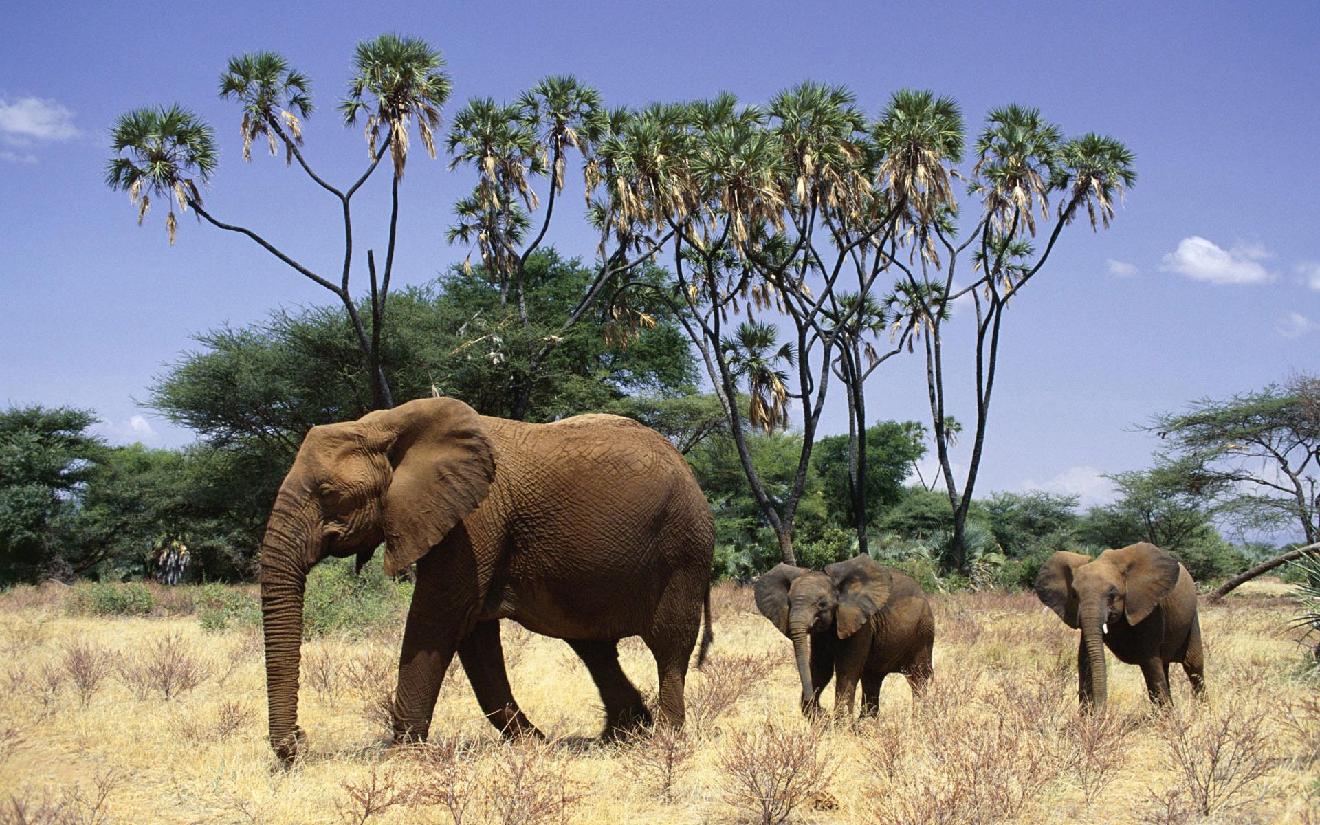 young, animals, trees, grass, elephants, stroll, family, cubs