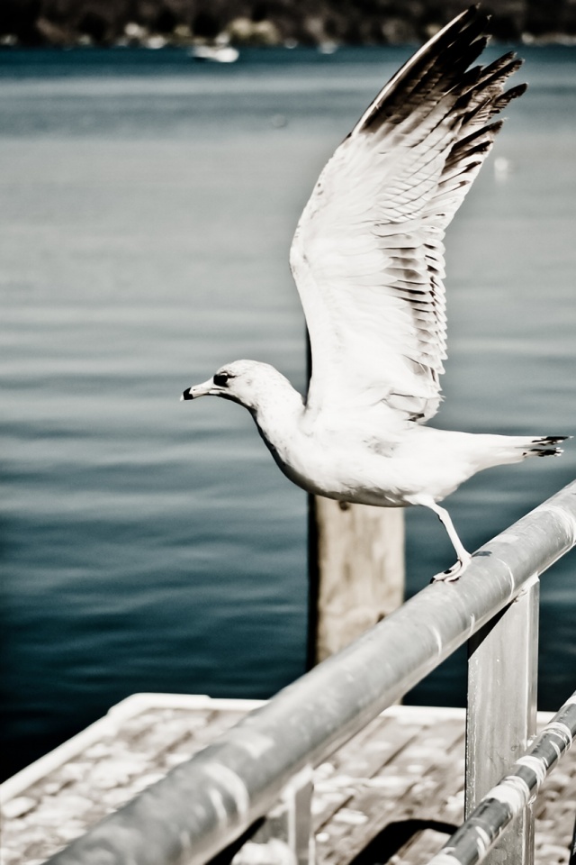 Handy-Wallpaper Tiere, Vögel, Wasser, Vogel, Seemöve kostenlos herunterladen.