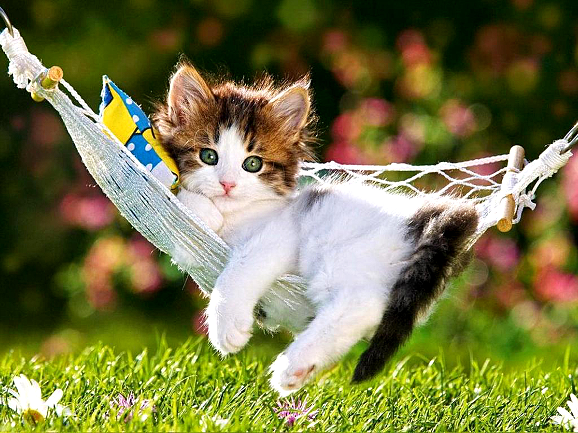 377295画像をダウンロード猫, 子猫, 動物, ネコ, 可愛い, 草, ハンモック-壁紙とスクリーンセーバーを無料で