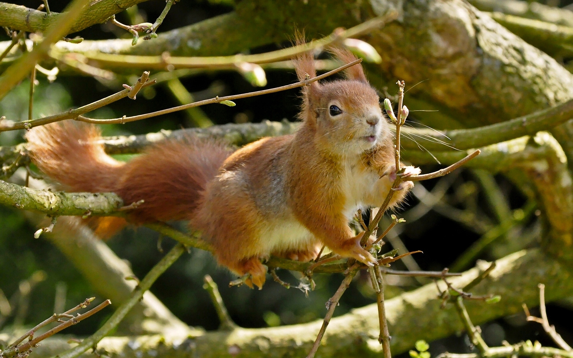 Download mobile wallpaper Squirrel, Branch, Animal, Rodent for free.