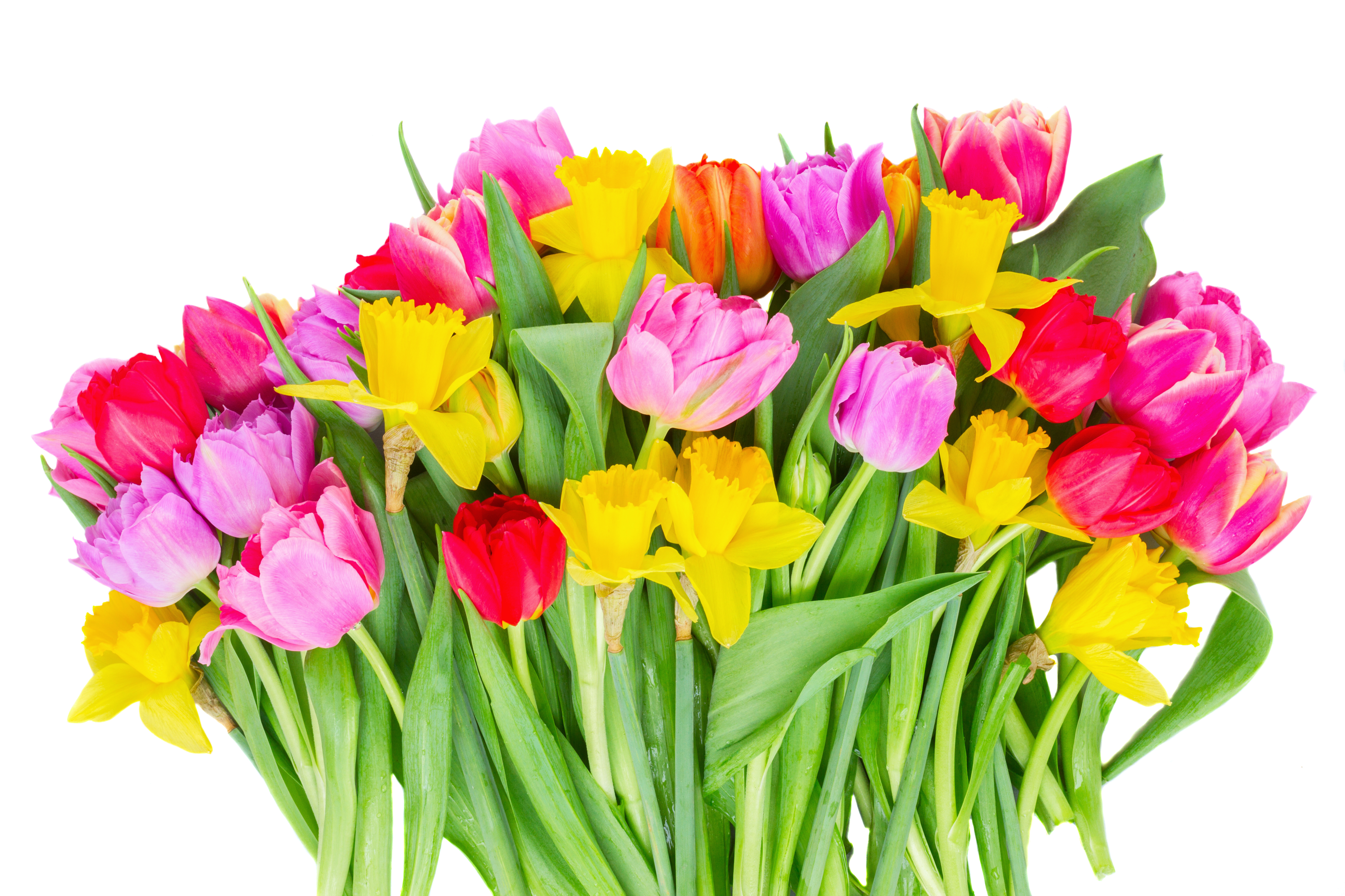 無料モバイル壁紙フラワーズ, チューリップ, 水仙, 花, 地球, 黄色い花, 赤い花, ピンクの花をダウンロードします。