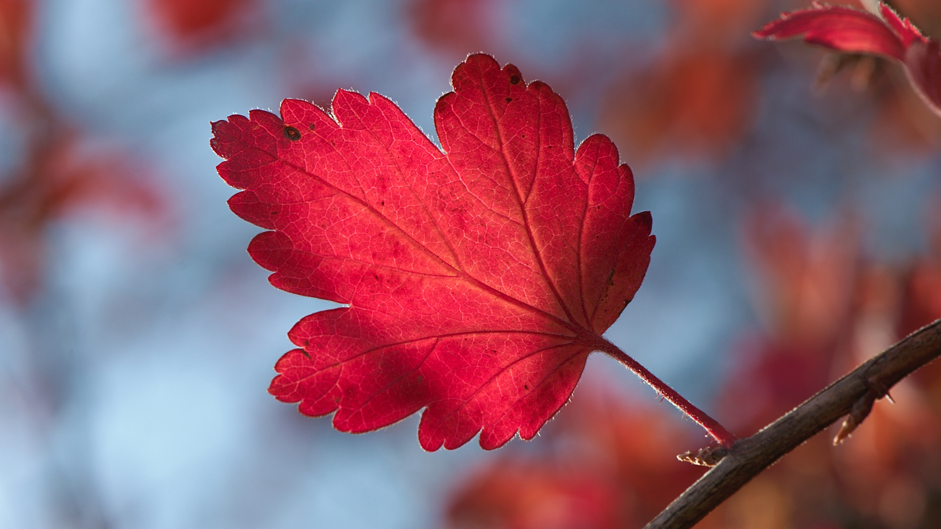 Handy-Wallpaper Blatt, Erde/natur kostenlos herunterladen.