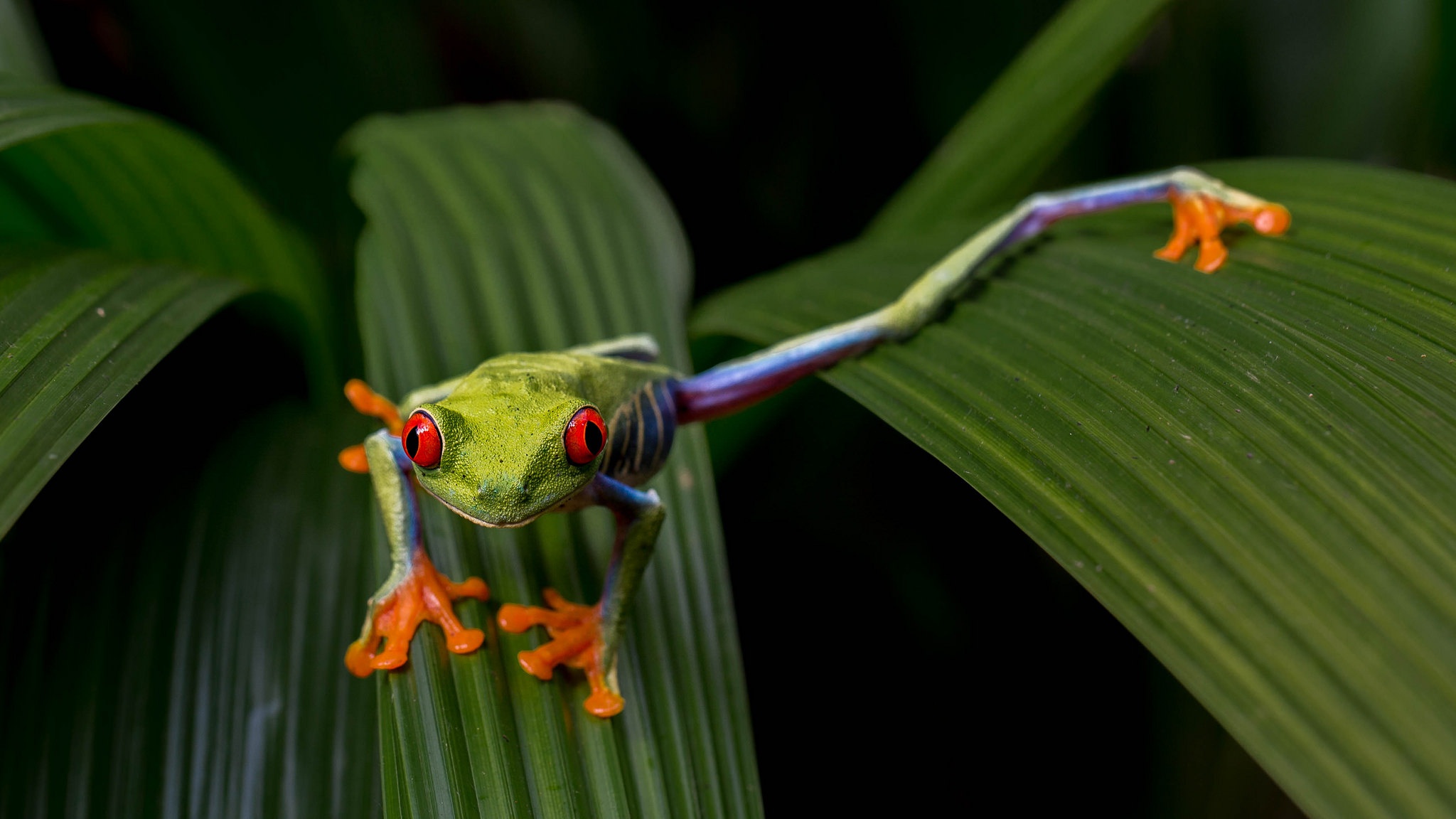 Download mobile wallpaper Frogs, Animal, Amphibian, Red Eyed Tree Frog for free.