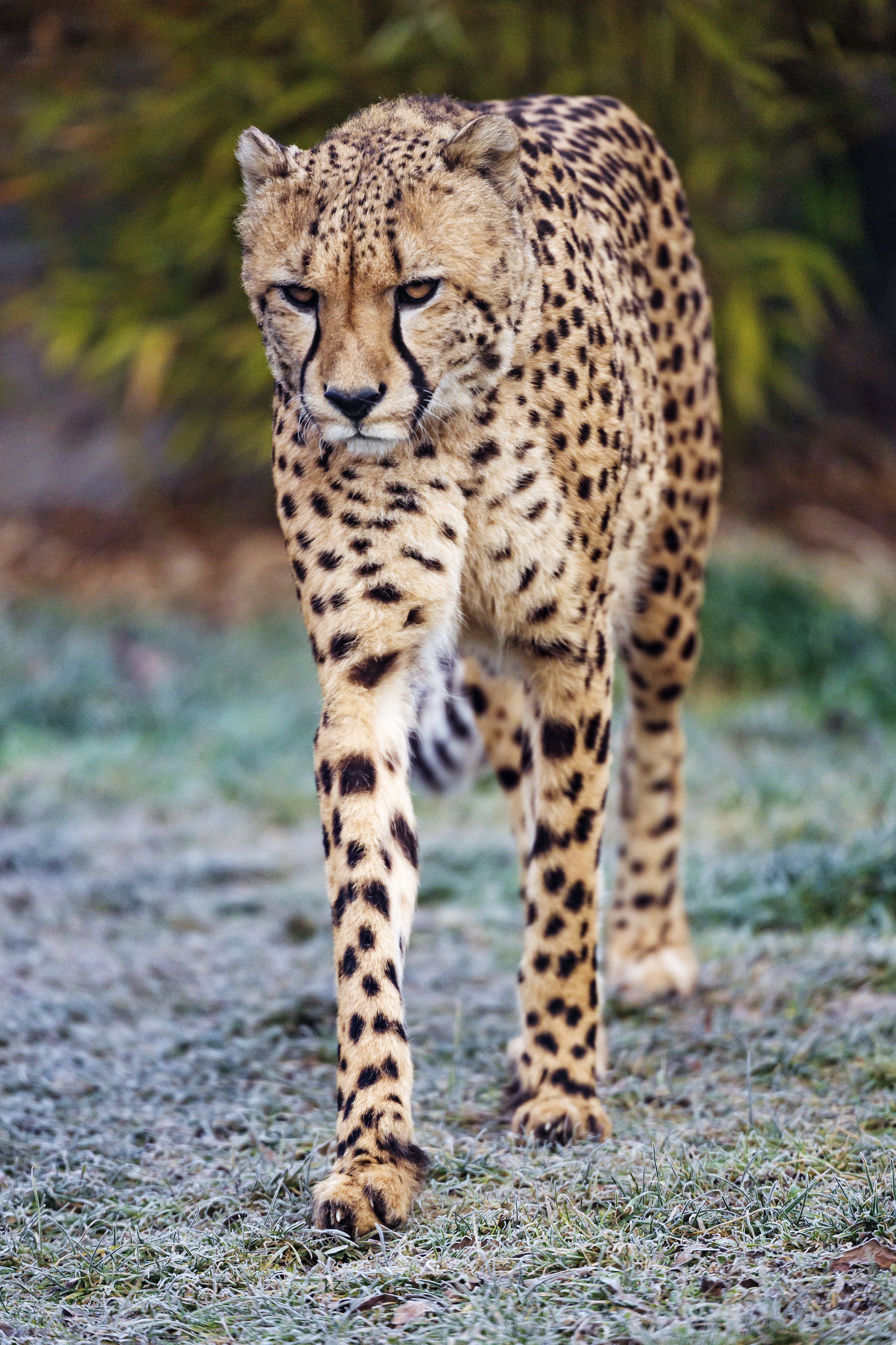 cheetah, animals, predator, big cat, sight, opinion wallpapers for tablet