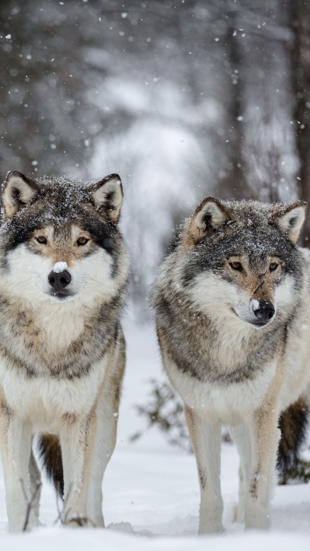 Téléchargez des papiers peints mobile Animaux, Hiver, Loup, Chute De Neige, L'hiver, Neiger, Wolves gratuitement.