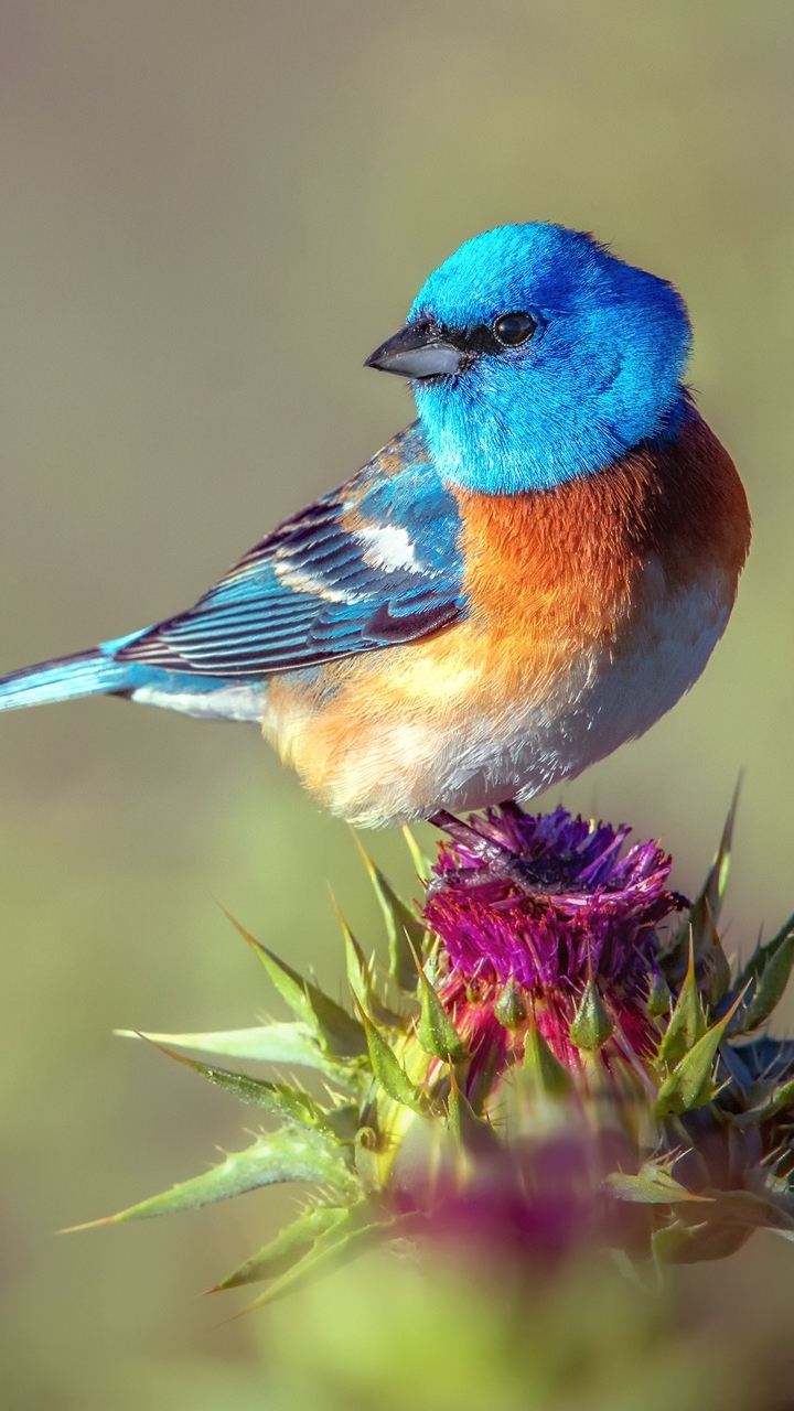 Download mobile wallpaper Bird, Birds, Animal for free.