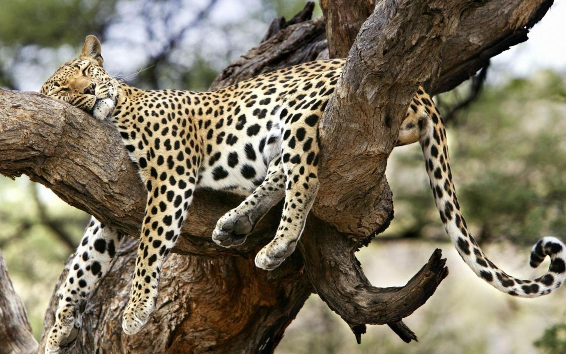 Descarga gratuita de fondo de pantalla para móvil de Dormido, Leopardo, Gatos, Árbol, Animales, Lindo.