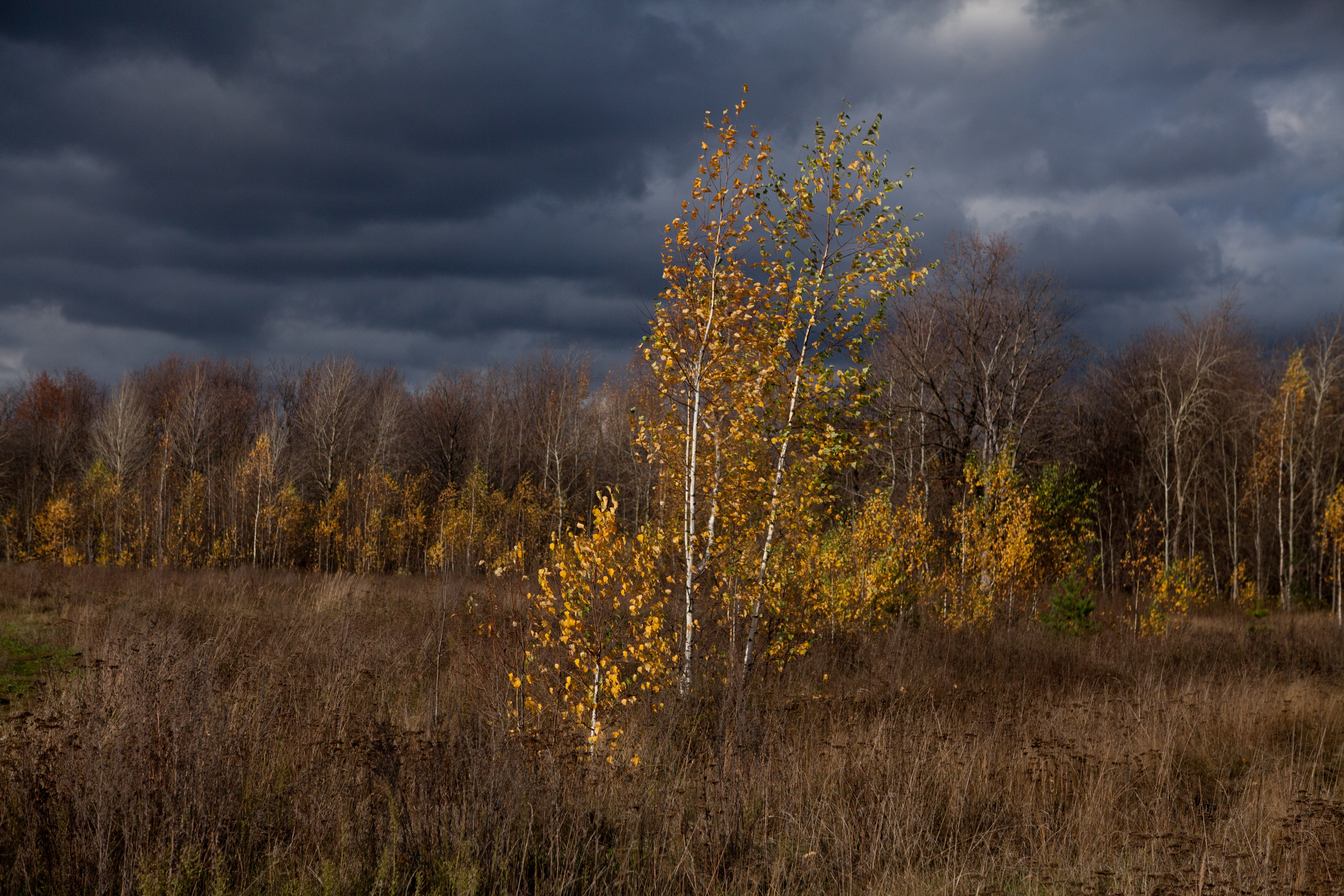 PCデスクトップに秋, 木, 雲, 自然画像を無料でダウンロード