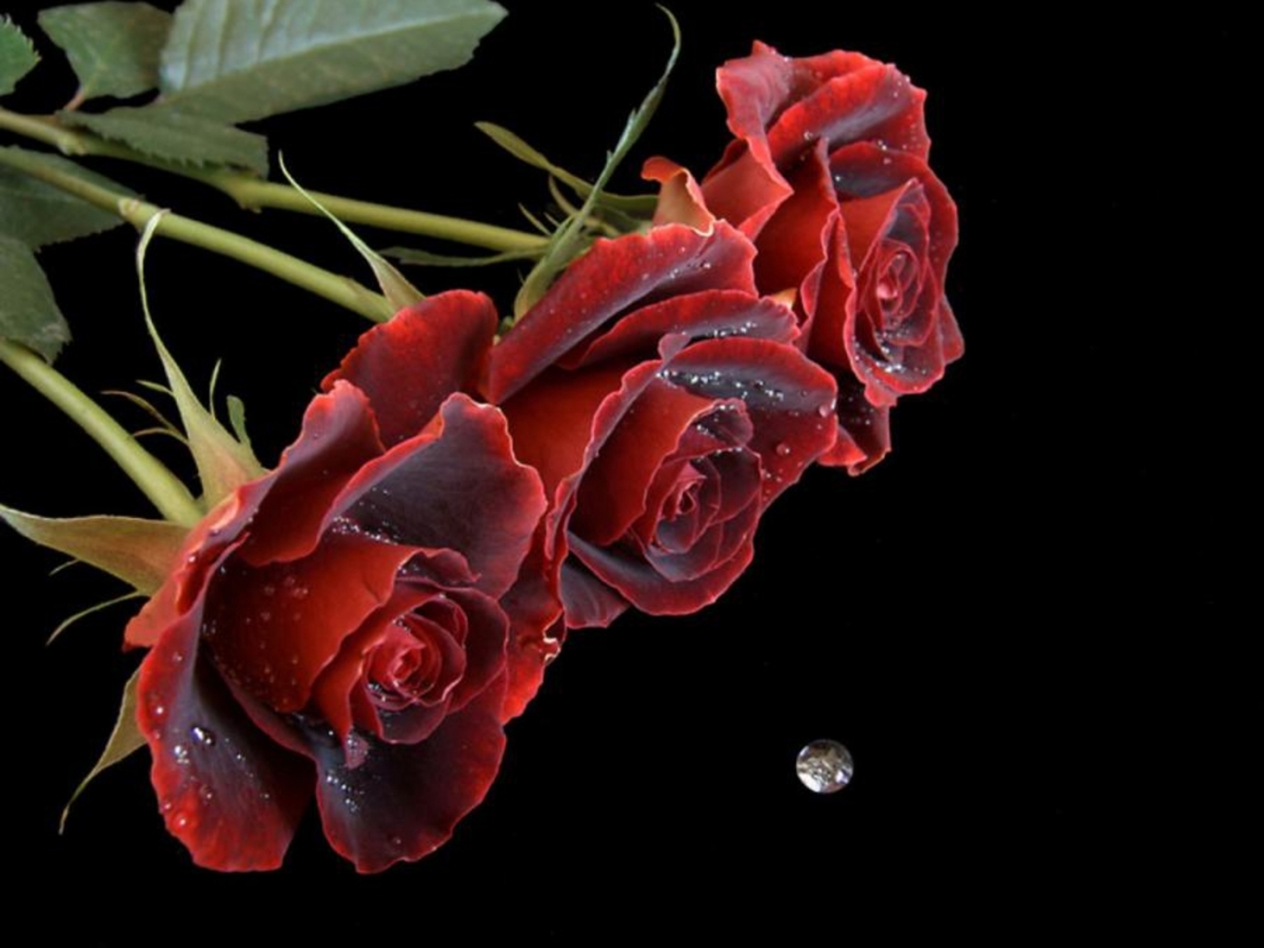 Скачати мобільні шпалери Рози, Квіти, Рослини безкоштовно.