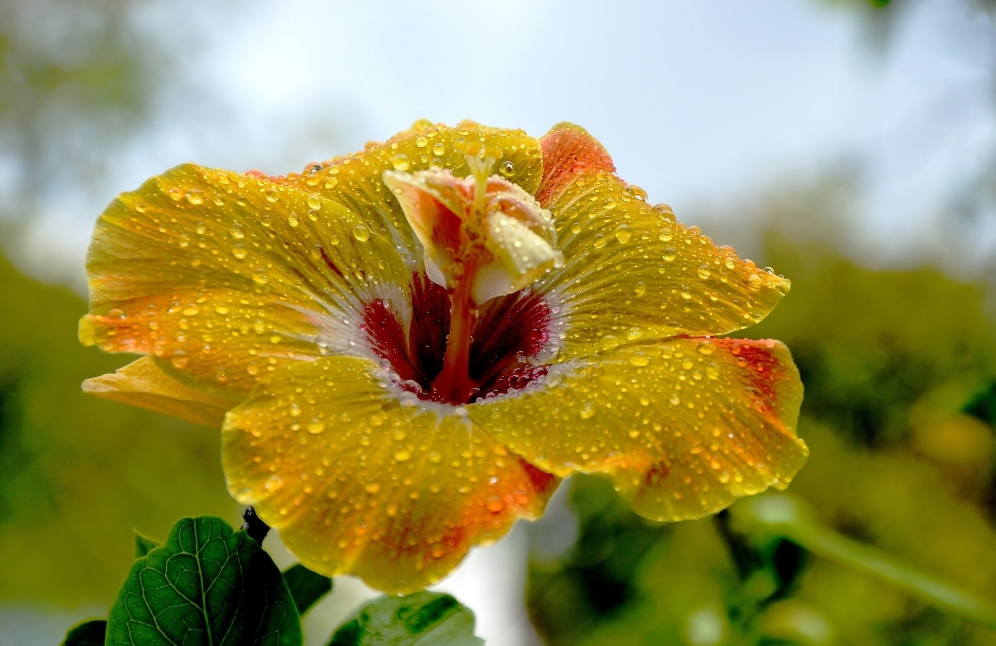 Download mobile wallpaper Flowers, Flower, Earth, Hibiscus, Yellow Flower, Water Drop for free.