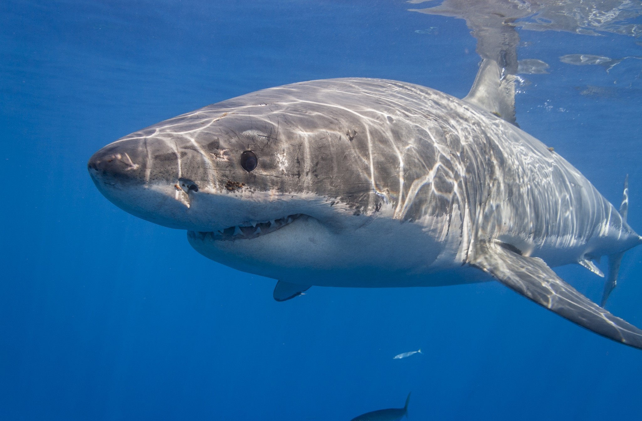 349089 télécharger l'image les requins, animaux, requin - fonds d'écran et économiseurs d'écran gratuits