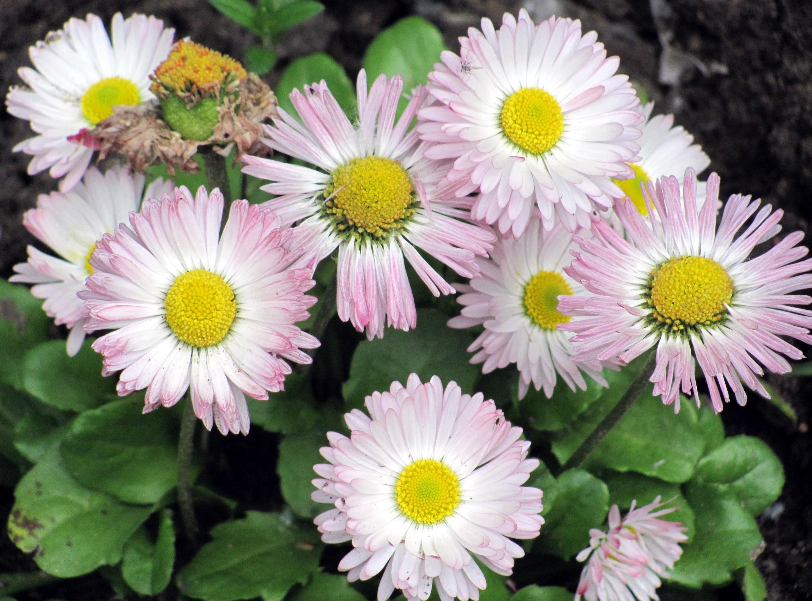flowers, close up, greens, flower bed, flowerbed, daisies
