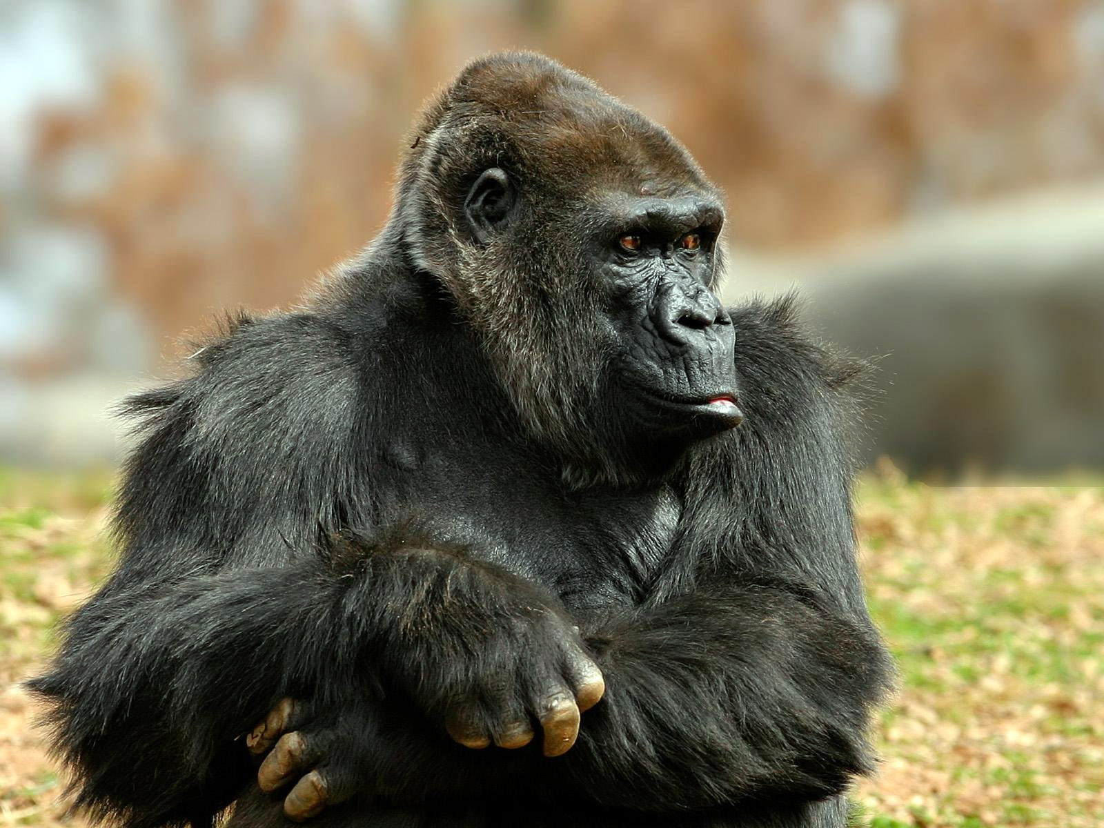 266172 descargar imagen animales, gorila, de cerca, mono, monos: fondos de pantalla y protectores de pantalla gratis