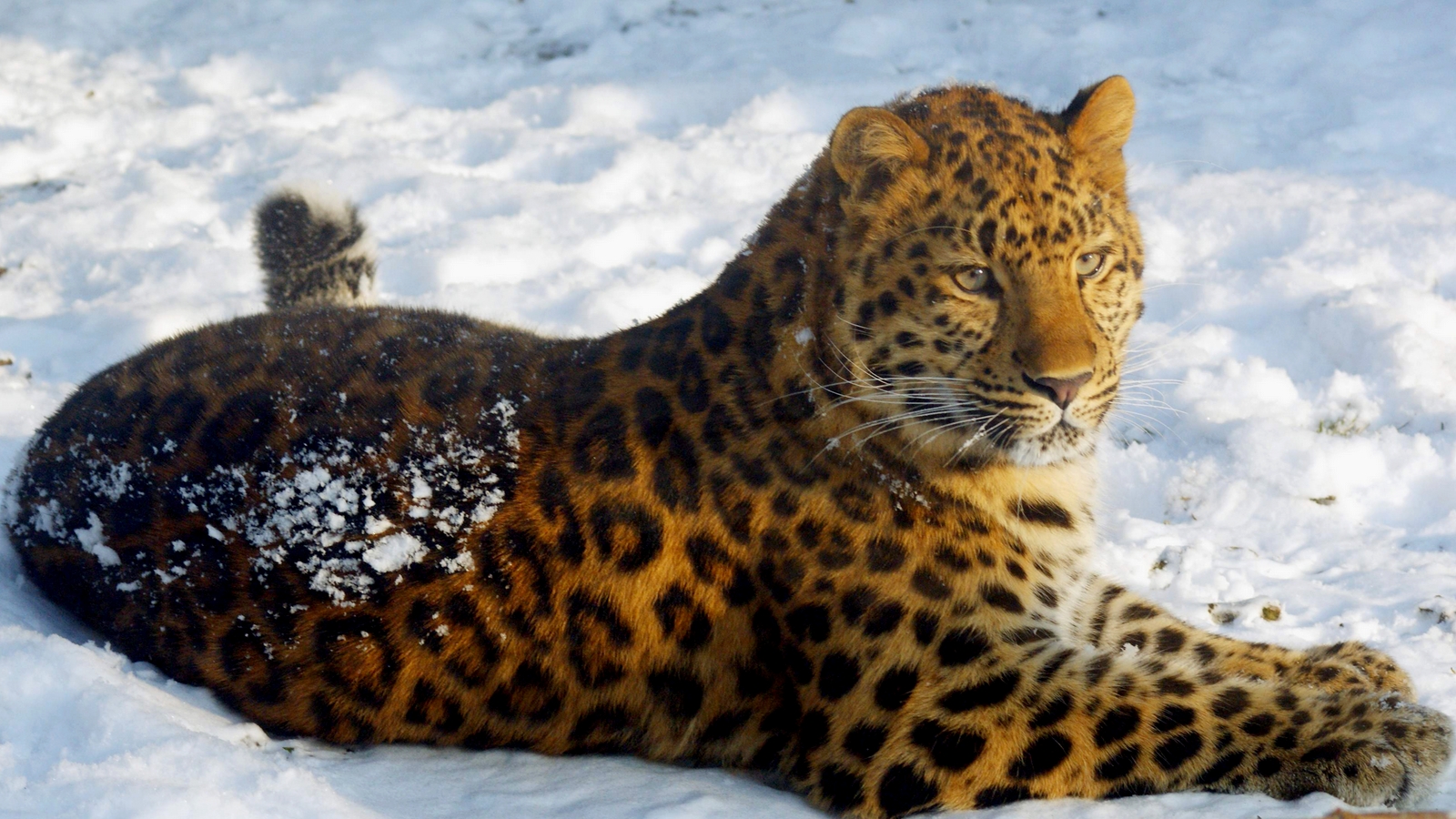 Скачать обои бесплатно Животные, Леопард картинка на рабочий стол ПК