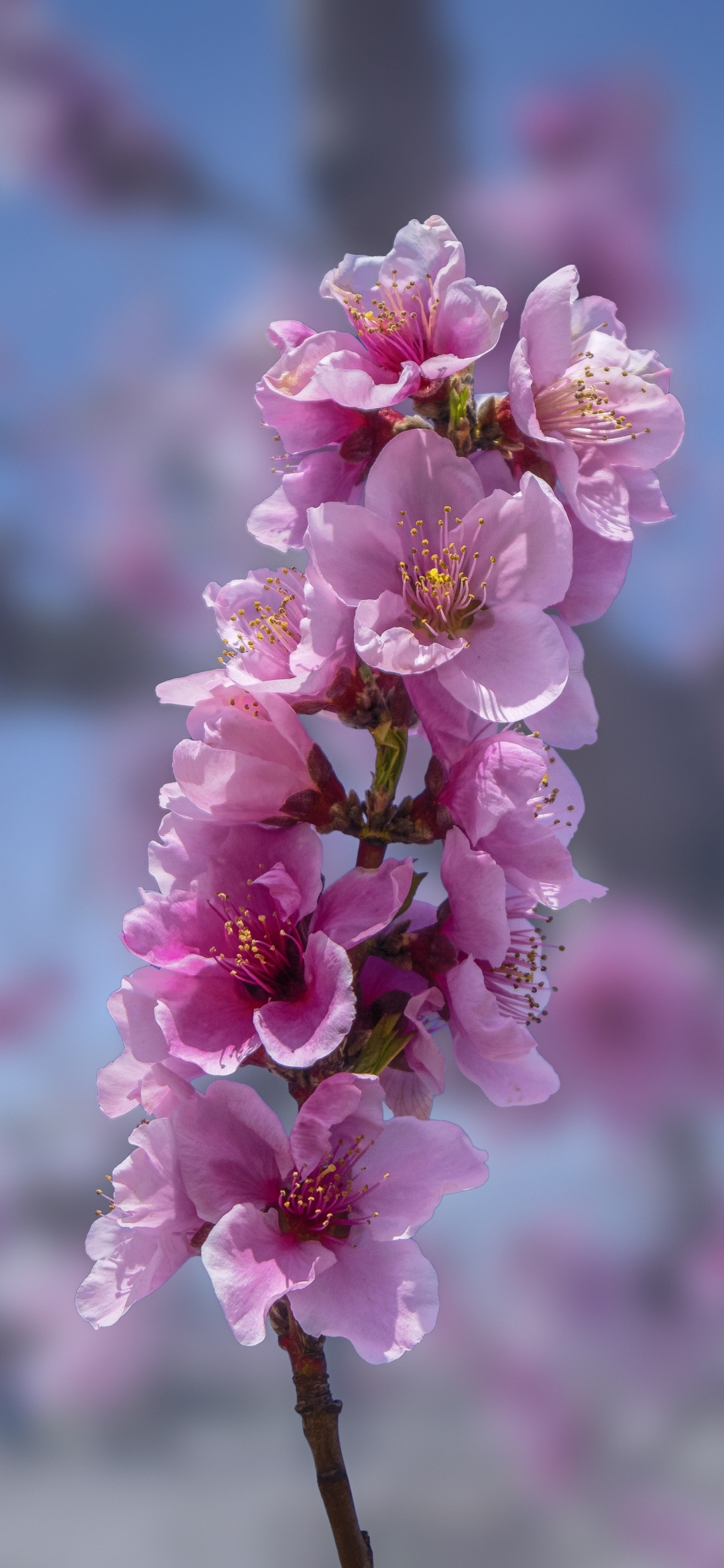 Descarga gratuita de fondo de pantalla para móvil de Flores, Flor, Flor Rosa, Florecer, Tierra/naturaleza.