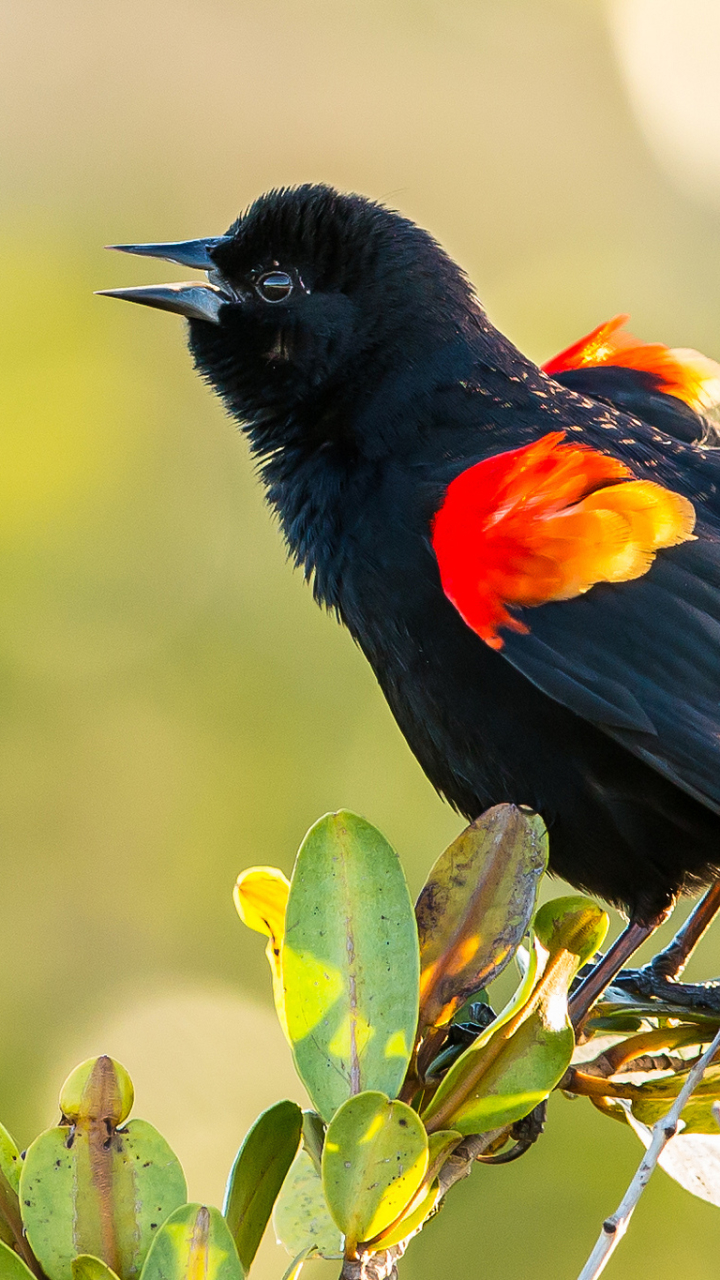 Baixar papel de parede para celular de Animais, Aves, Pássaro gratuito.