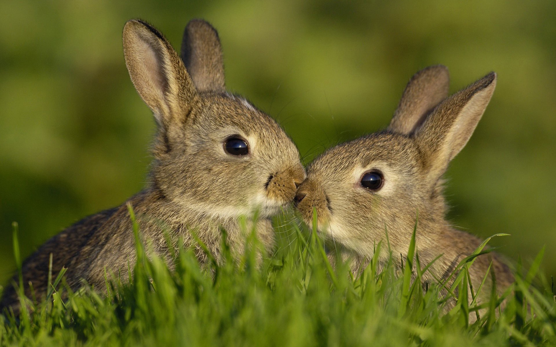 animals, rabbits, yellow Image for desktop