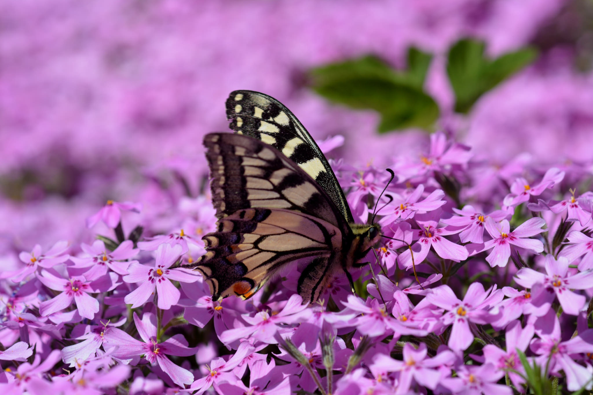 Téléchargez gratuitement l'image Animaux, Macro, Insecte, Papillon, Fleur Mauve sur le bureau de votre PC