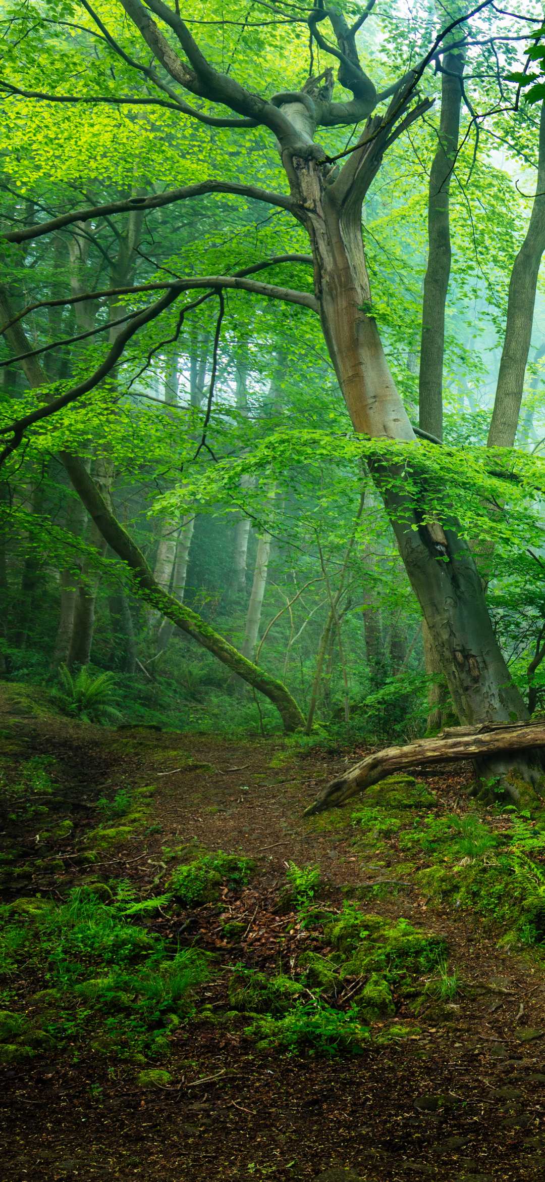 Descarga gratuita de fondo de pantalla para móvil de Bosque, Tierra/naturaleza, Verdor.