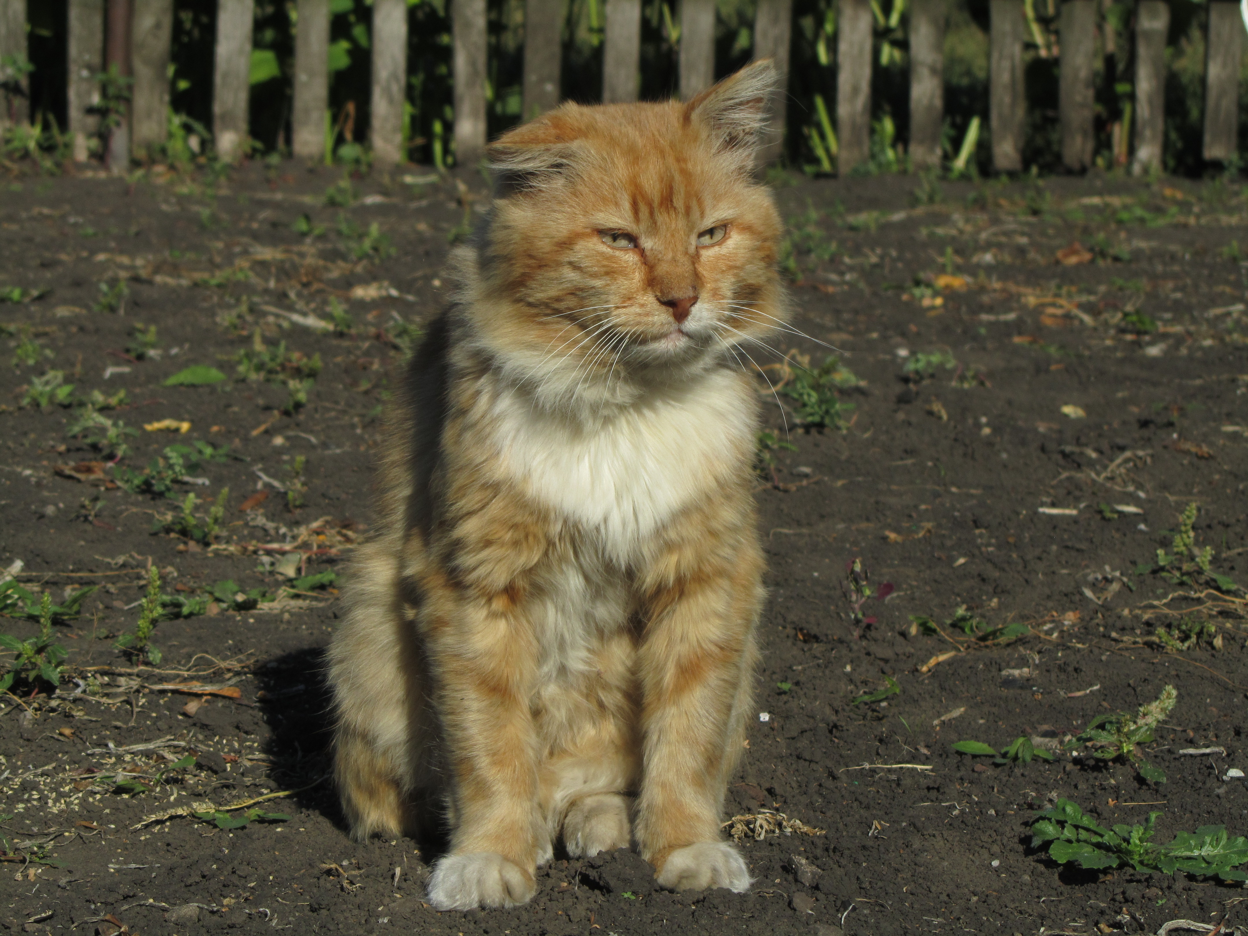 Baixar papel de parede para celular de Gato, Gatos, Animais gratuito.