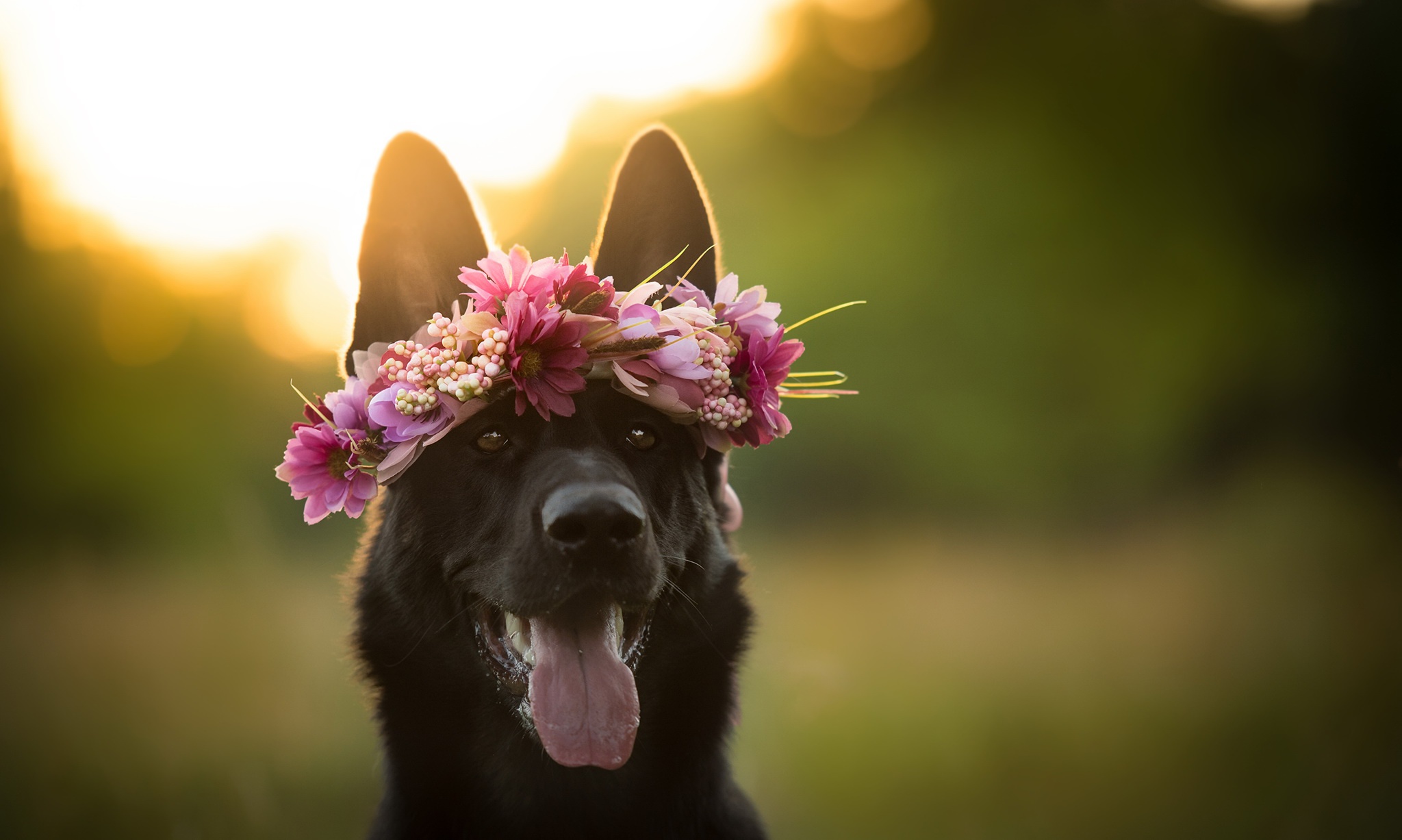 PCデスクトップに動物, 犬, 銃口, 花輪, ジャーマンシェパード, 被写界深度画像を無料でダウンロード