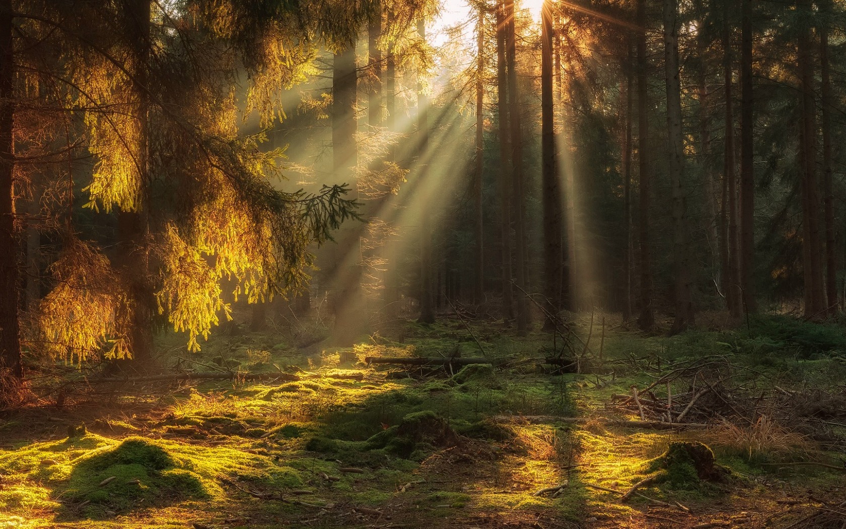 Descarga gratis la imagen Naturaleza, Bosque, Árbol, Rayo De Sol, Tierra/naturaleza en el escritorio de tu PC