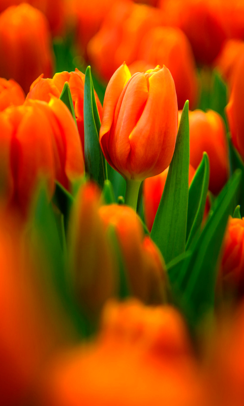 Descarga gratuita de fondo de pantalla para móvil de Naturaleza, Flores, Flor, De Cerca, Tulipán, Tierra/naturaleza, Flor Naranja.