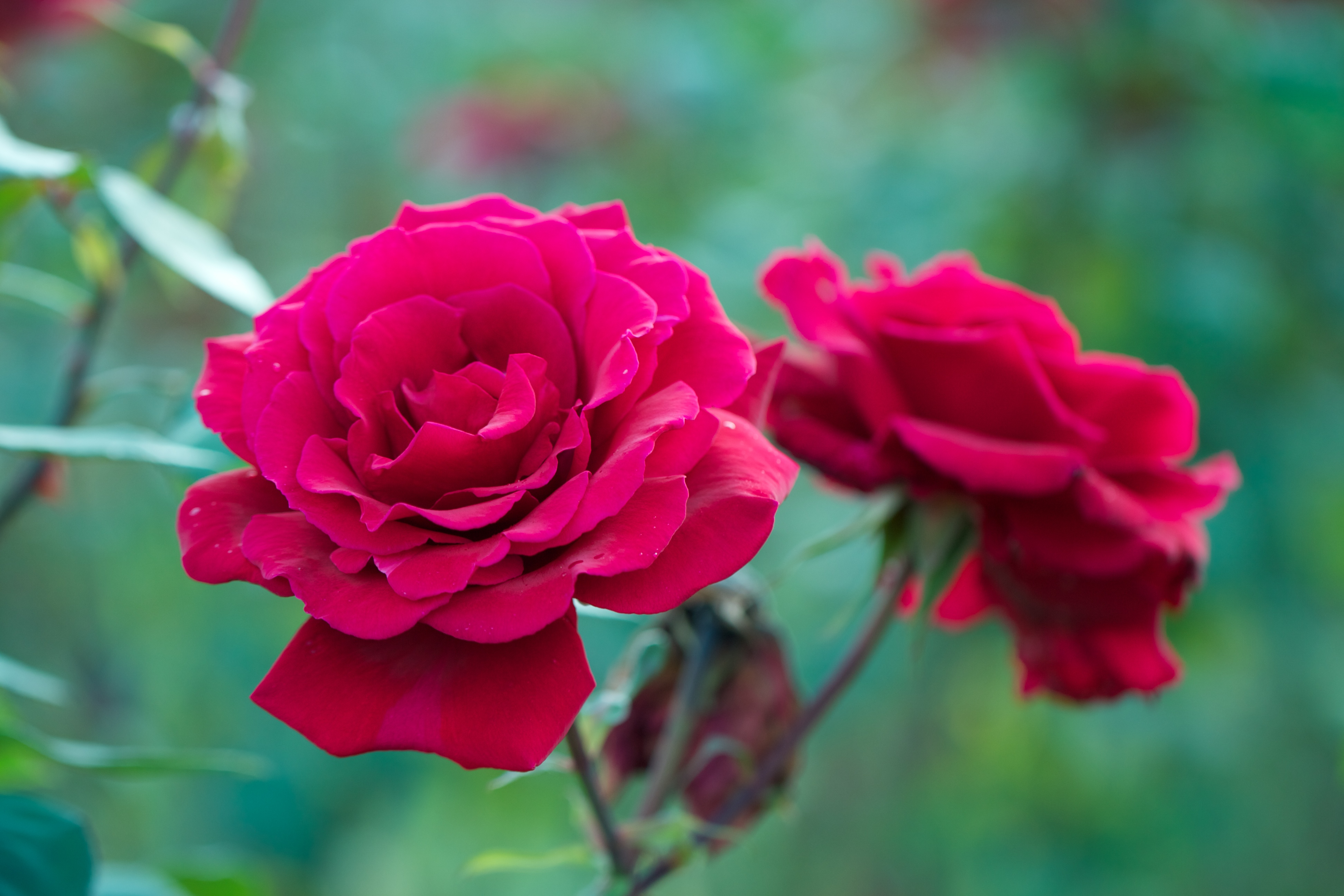 Скачать обои бесплатно Природа, Цветок, Роза, Весна, Красная Роза, Красный Цветок, Земля/природа, Флауэрсы картинка на рабочий стол ПК
