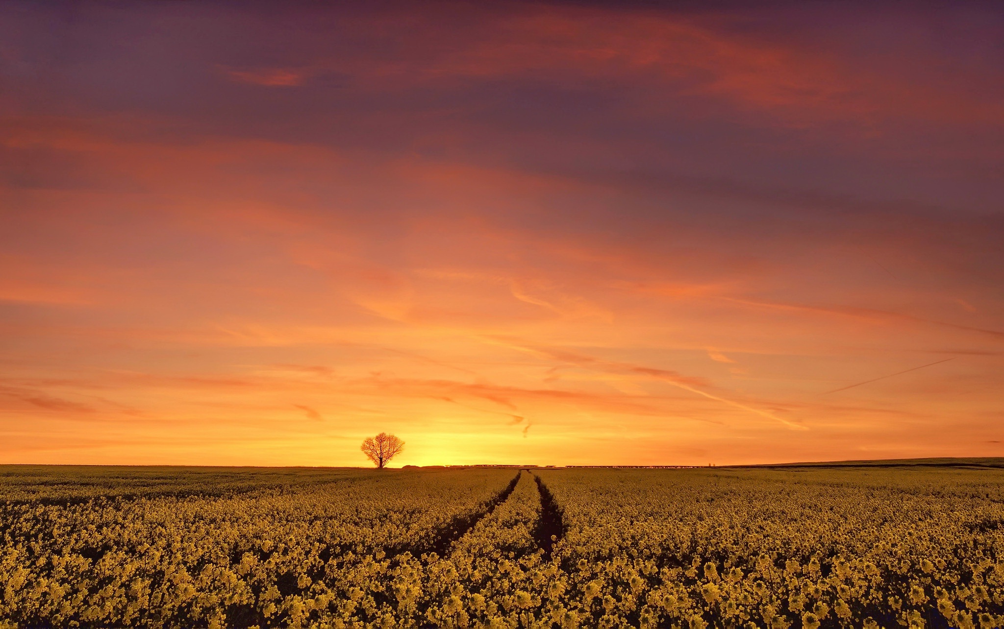 Free download wallpaper Nature, Sunset, Sky, Summer, Flower, Earth, Field, Rapeseed on your PC desktop