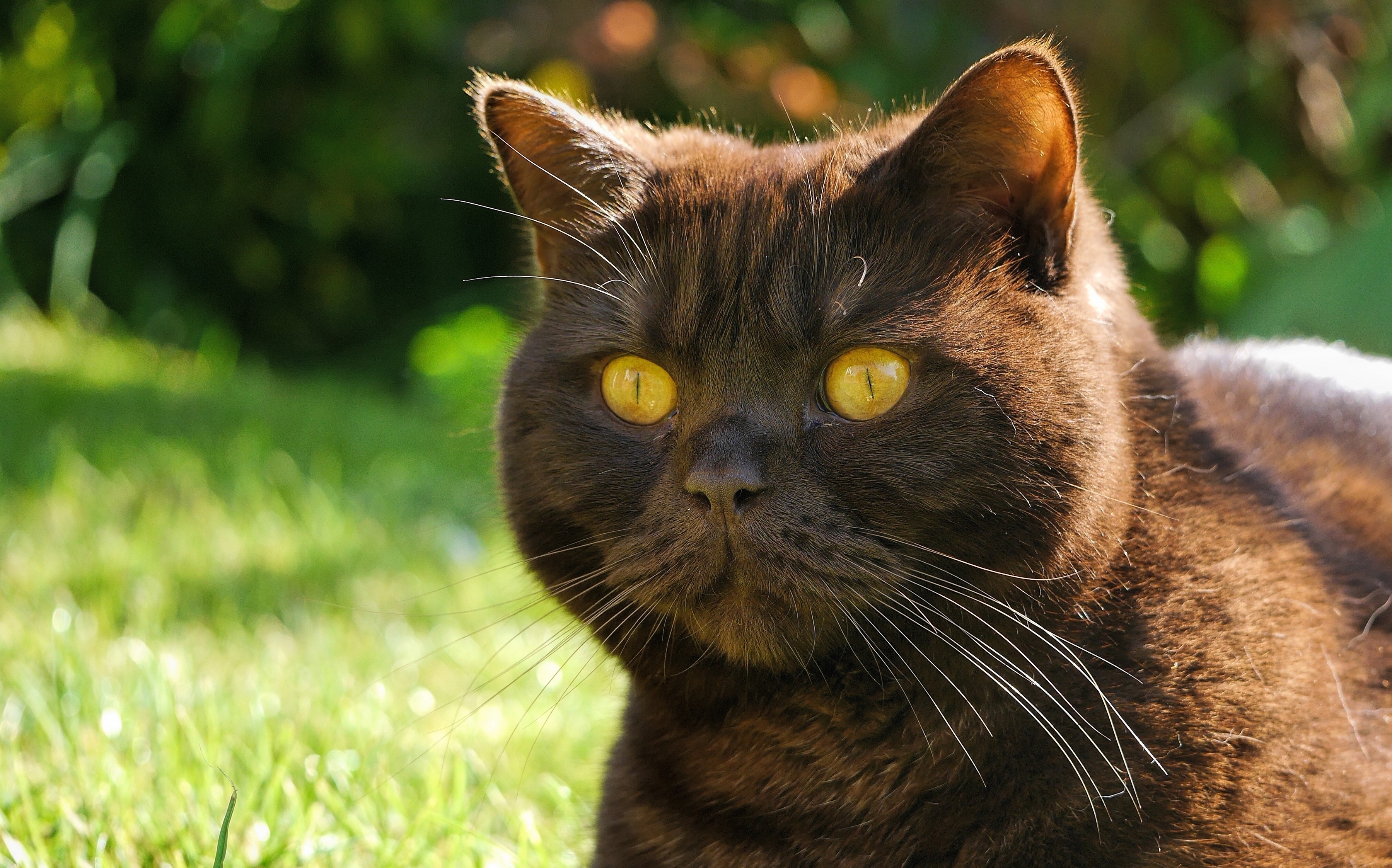 Baixe gratuitamente a imagem Animais, Gatos, Gato na área de trabalho do seu PC