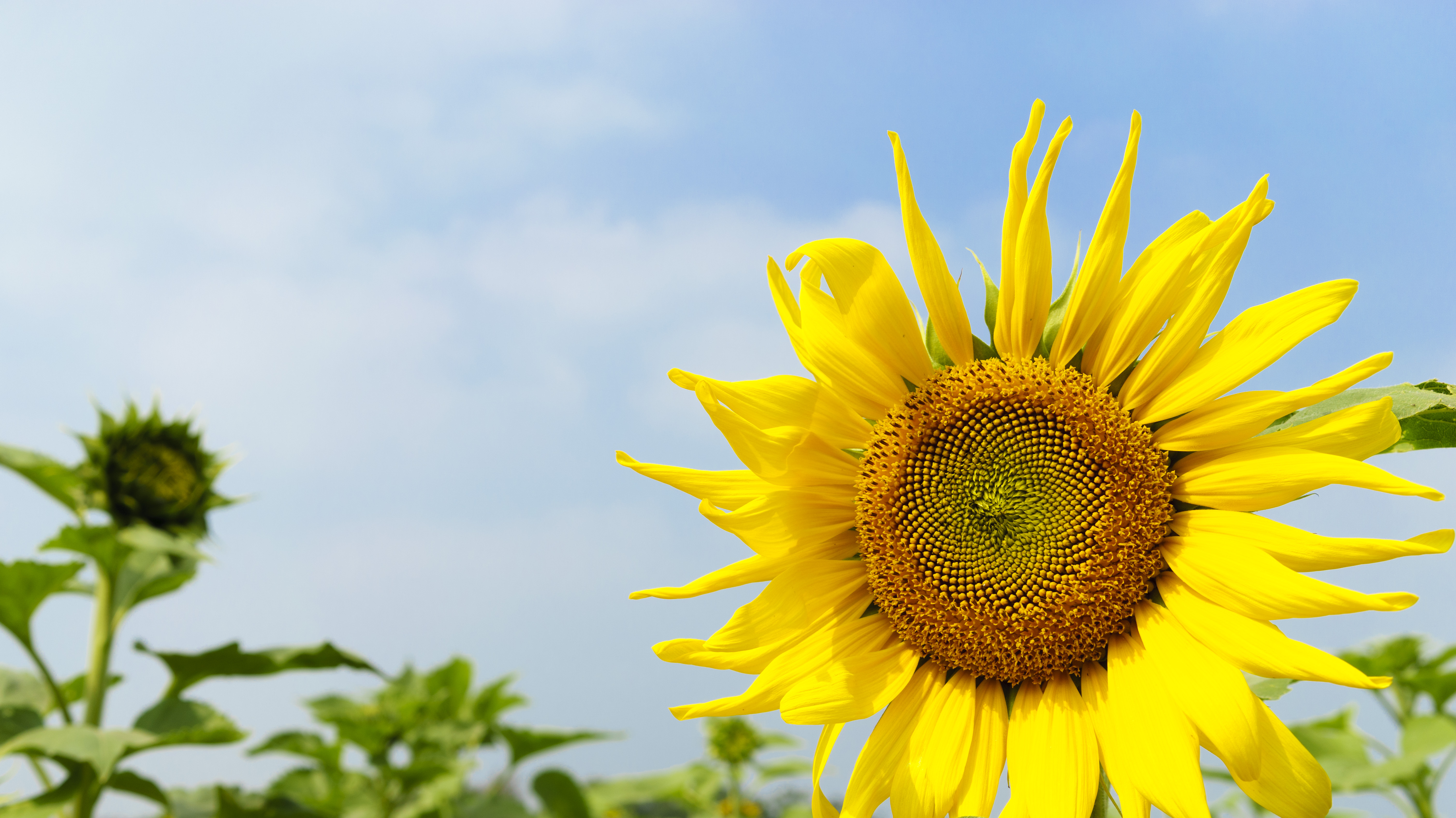 Download mobile wallpaper Sunflower, Yellow Flower, Bright, Flowers, Flower, Earth for free.