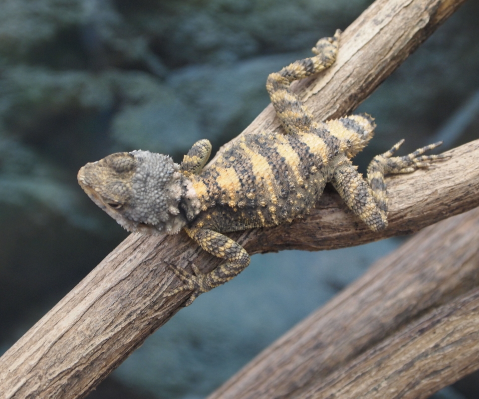 Download mobile wallpaper Animal, Lizard, Reptiles for free.