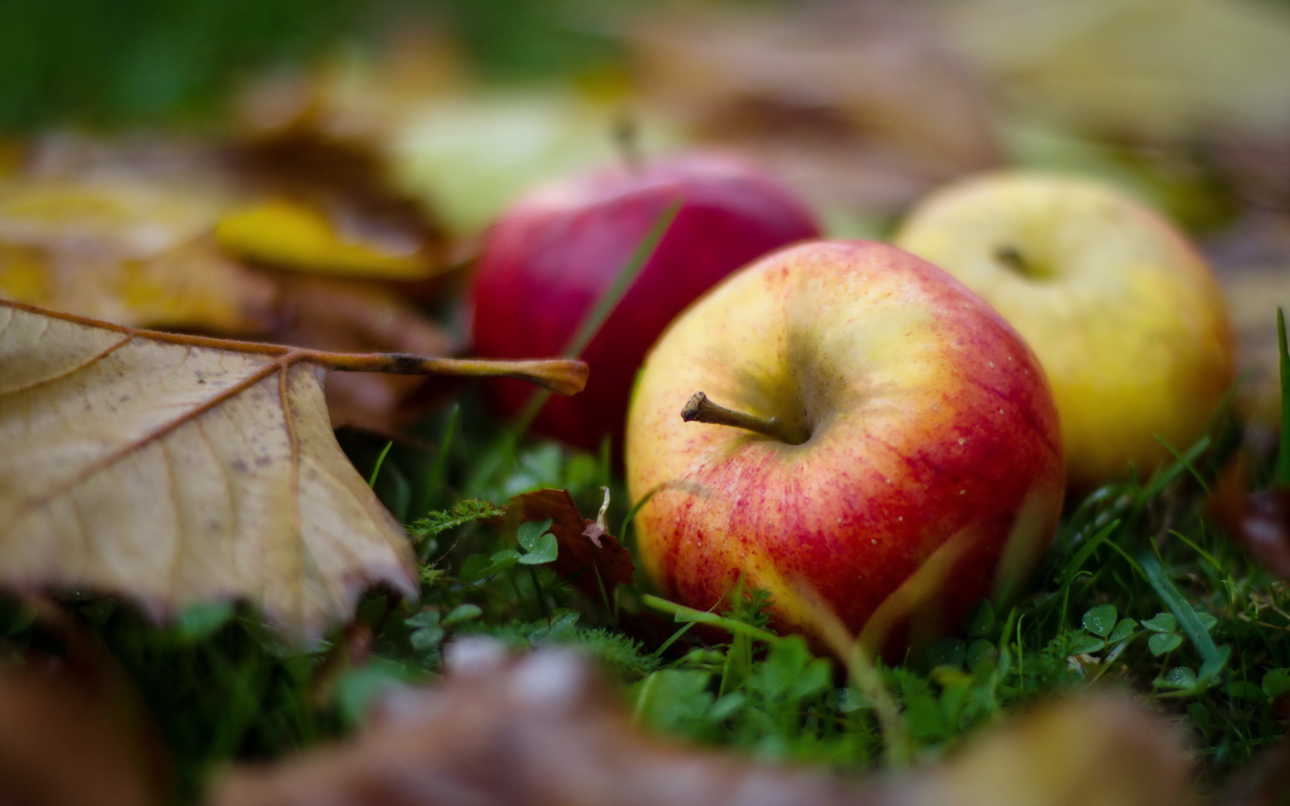 Скачать обои бесплатно Осень, Еда, Листья, Яблоки, Фрукты, Растения картинка на рабочий стол ПК