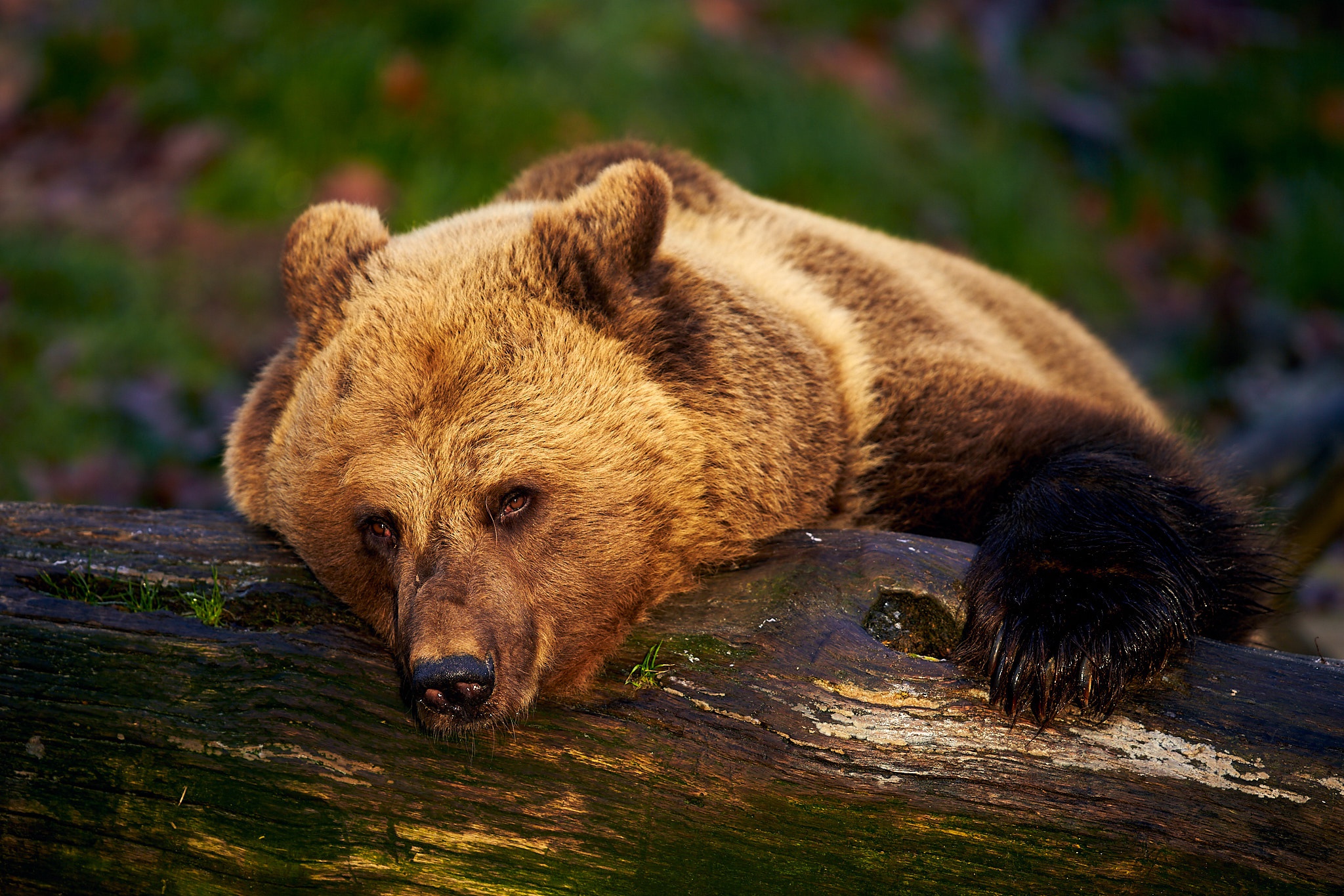 Download mobile wallpaper Bears, Bear, Animal, Resting for free.