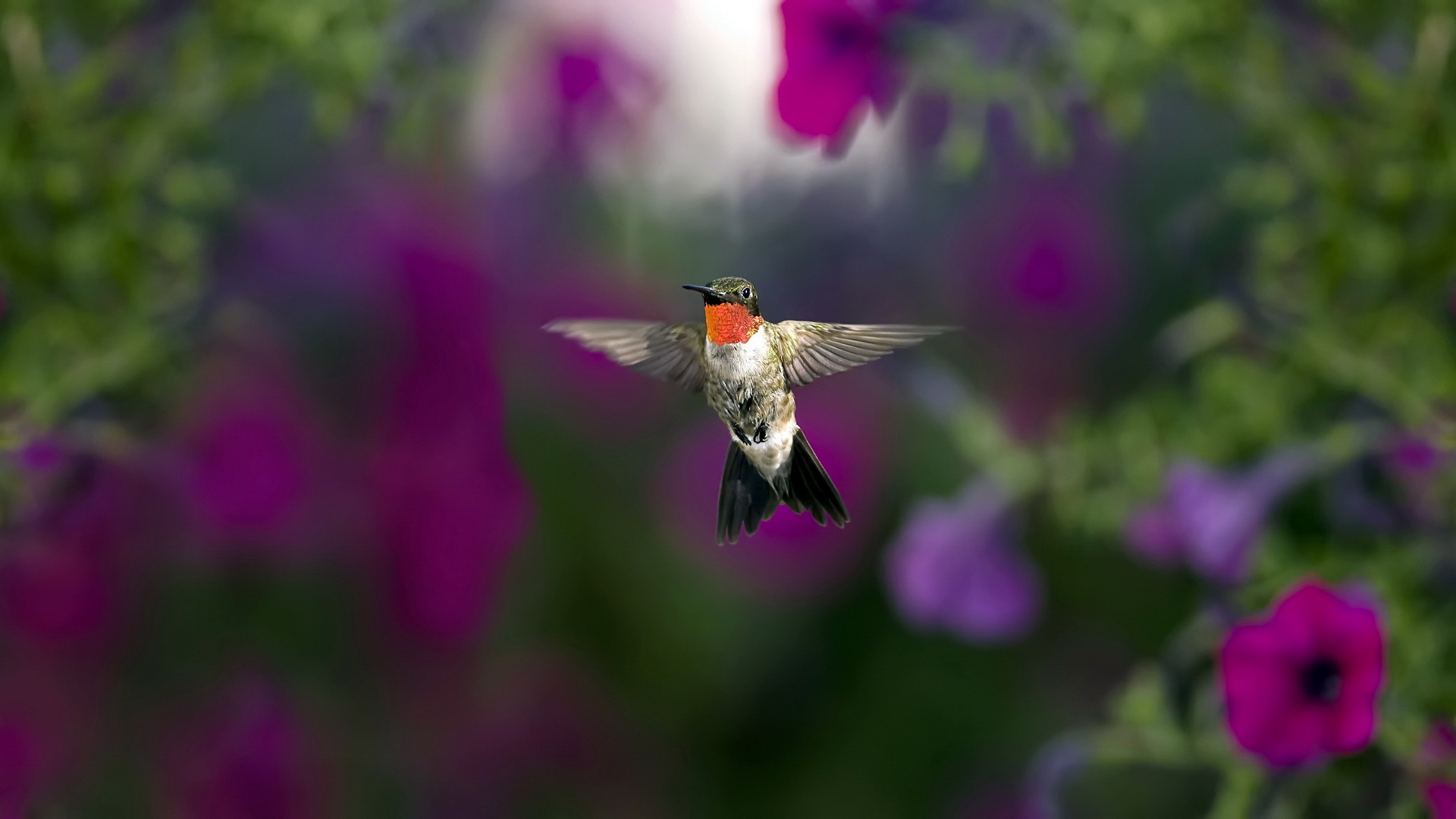Desktop Backgrounds Hummingbird 