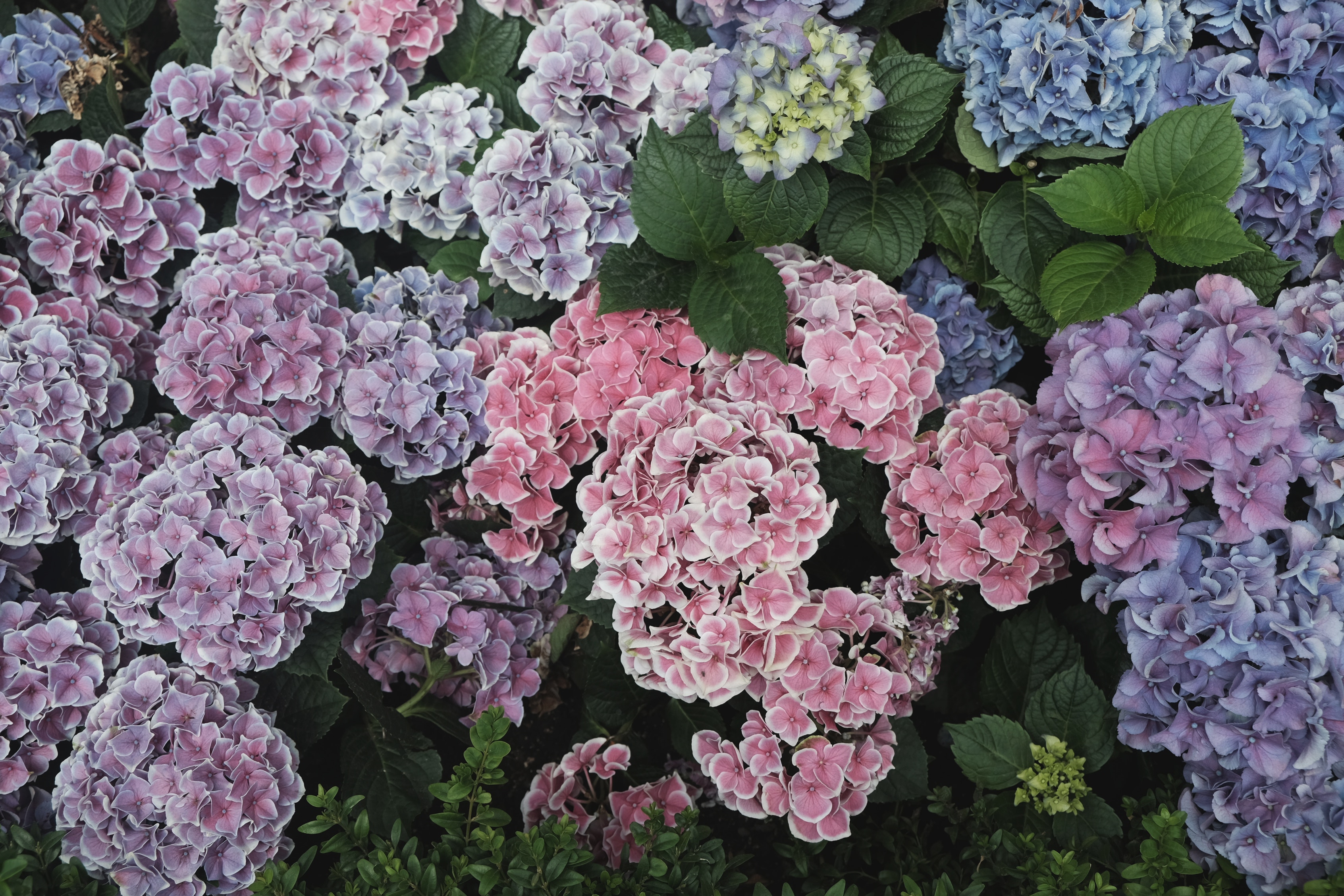 Téléchargez des papiers peints mobile Fleuriste, Floristique, Hortensias, Fleurs, Parterre, Parterre De Fleurs gratuitement.
