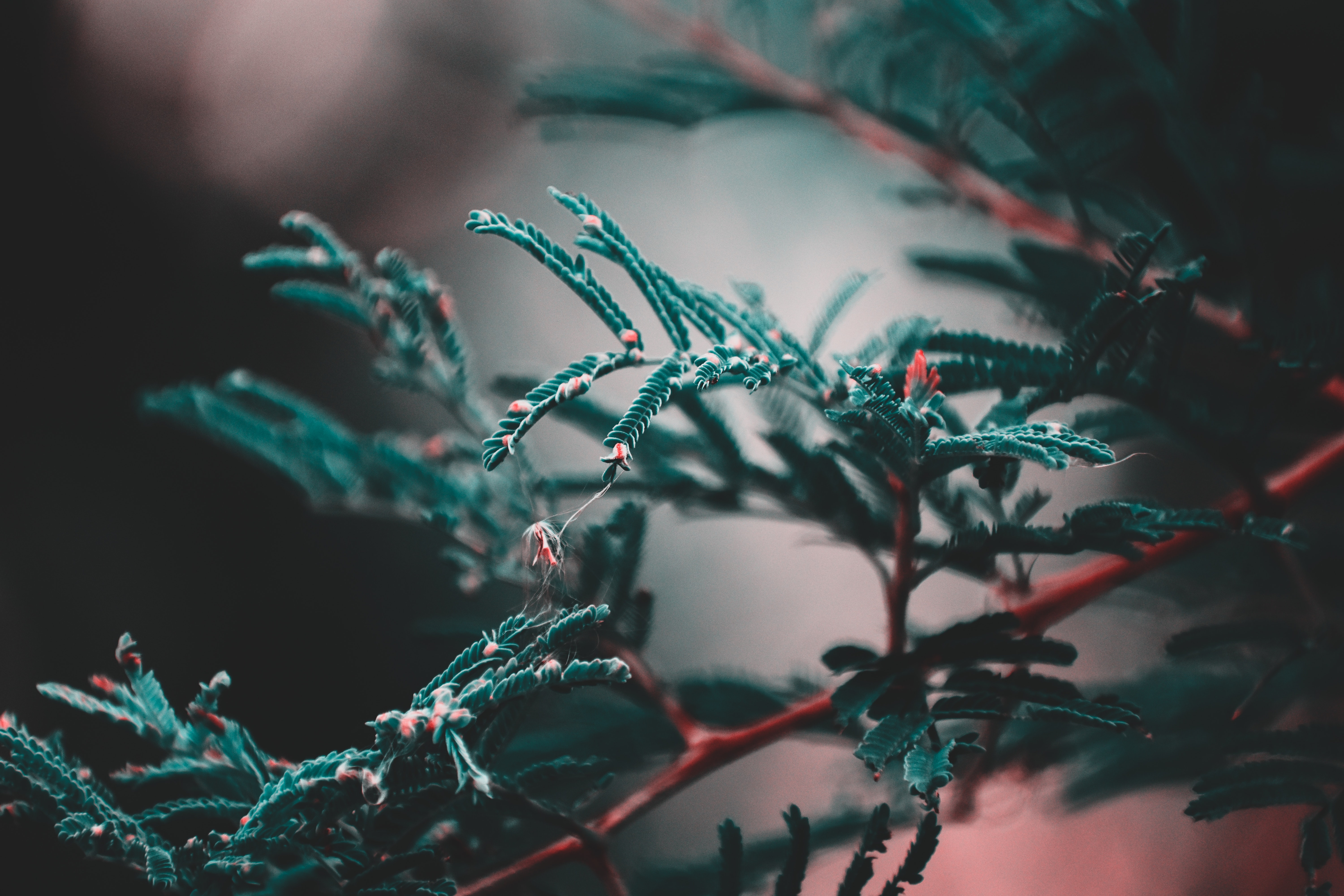 Free download wallpaper Macro, Smooth, Branch, Blur, Plant, Leaves on your PC desktop