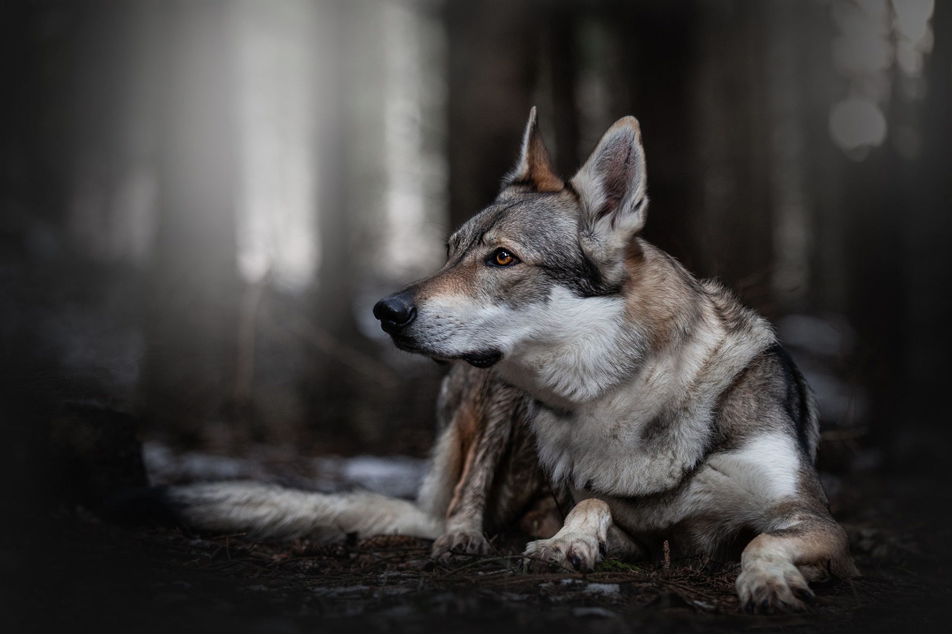 Free download wallpaper Dogs, Dog, Animal, Wolfdog on your PC desktop
