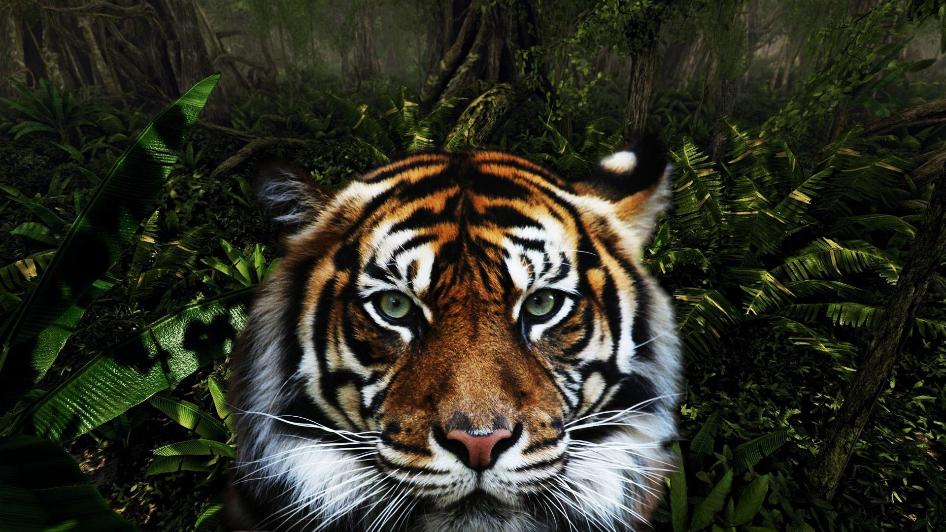 Скачати мобільні шпалери Тигр, Тварина, Коти, Обличчя, Джунглі, Витріщитися безкоштовно.