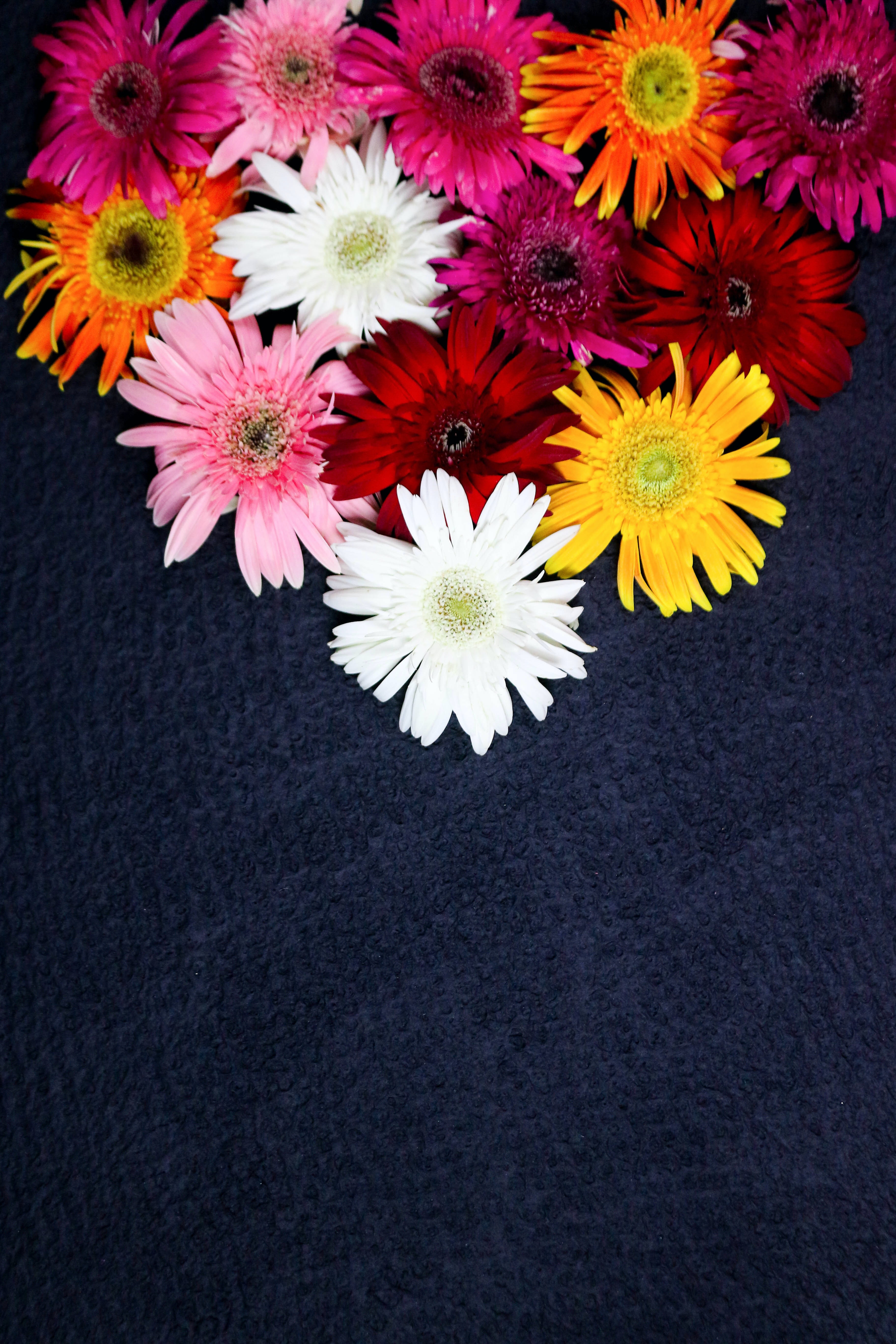 Download mobile wallpaper Bloom, Flowers, Flowering, Motley, Plant, Multicolored for free.