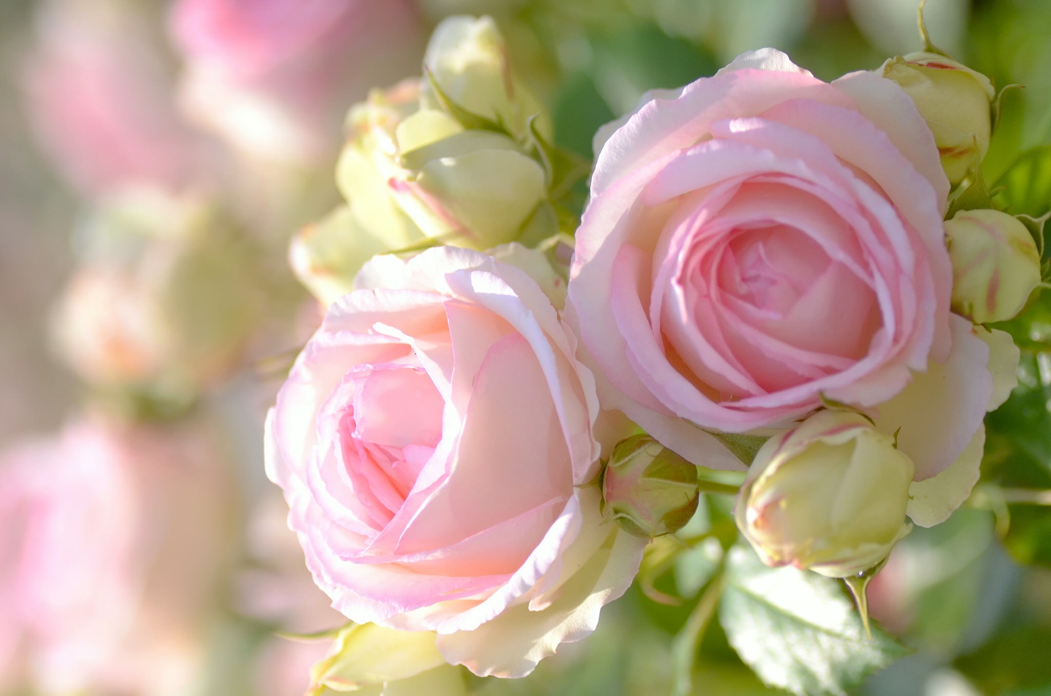 PCデスクトップにフラワーズ, 花, 薔薇, つぼみ, 地球, 花弁, ピンクのバラ画像を無料でダウンロード