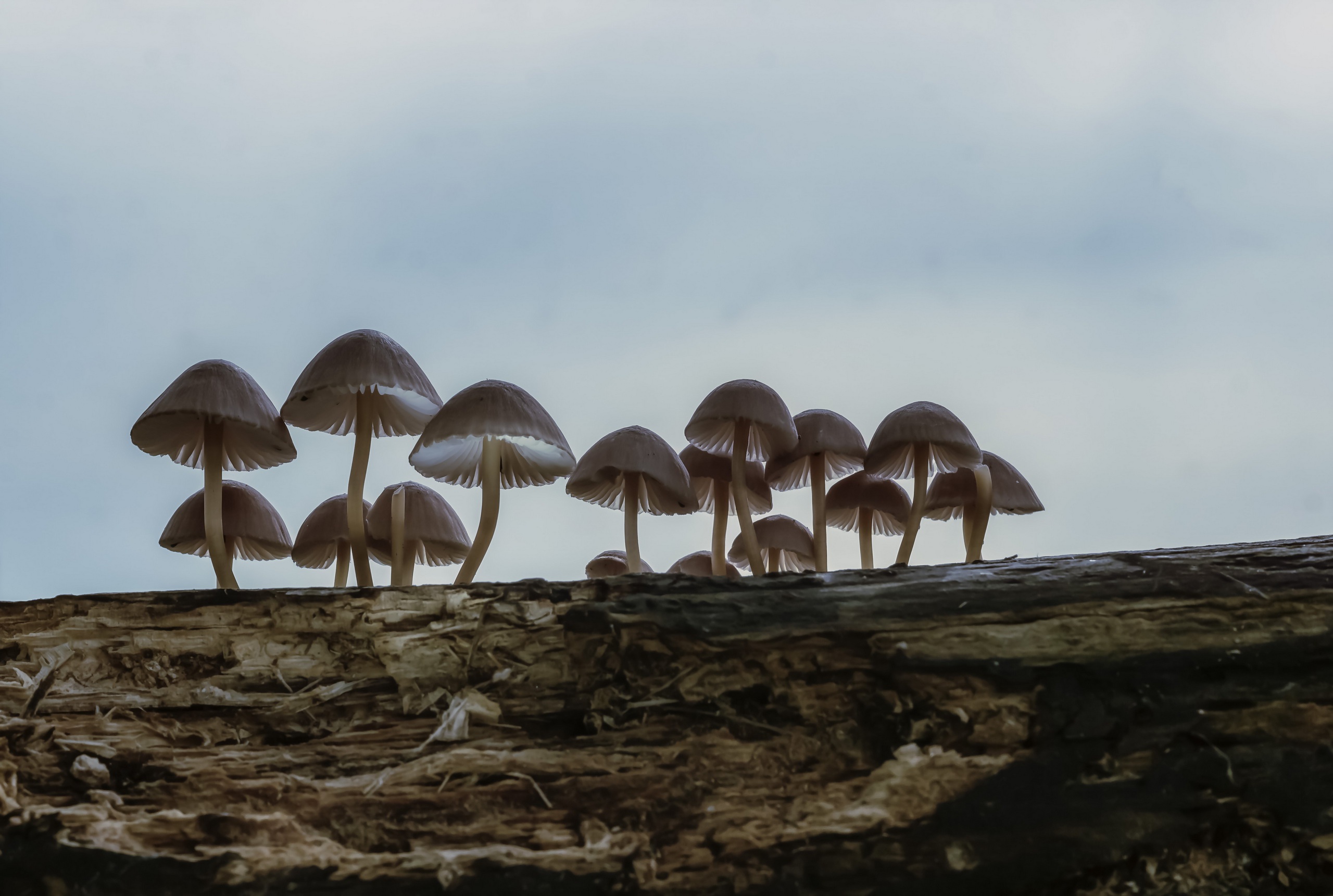 Descarga gratuita de fondo de pantalla para móvil de Naturaleza, Otoño, Champiñón, Tierra/naturaleza.