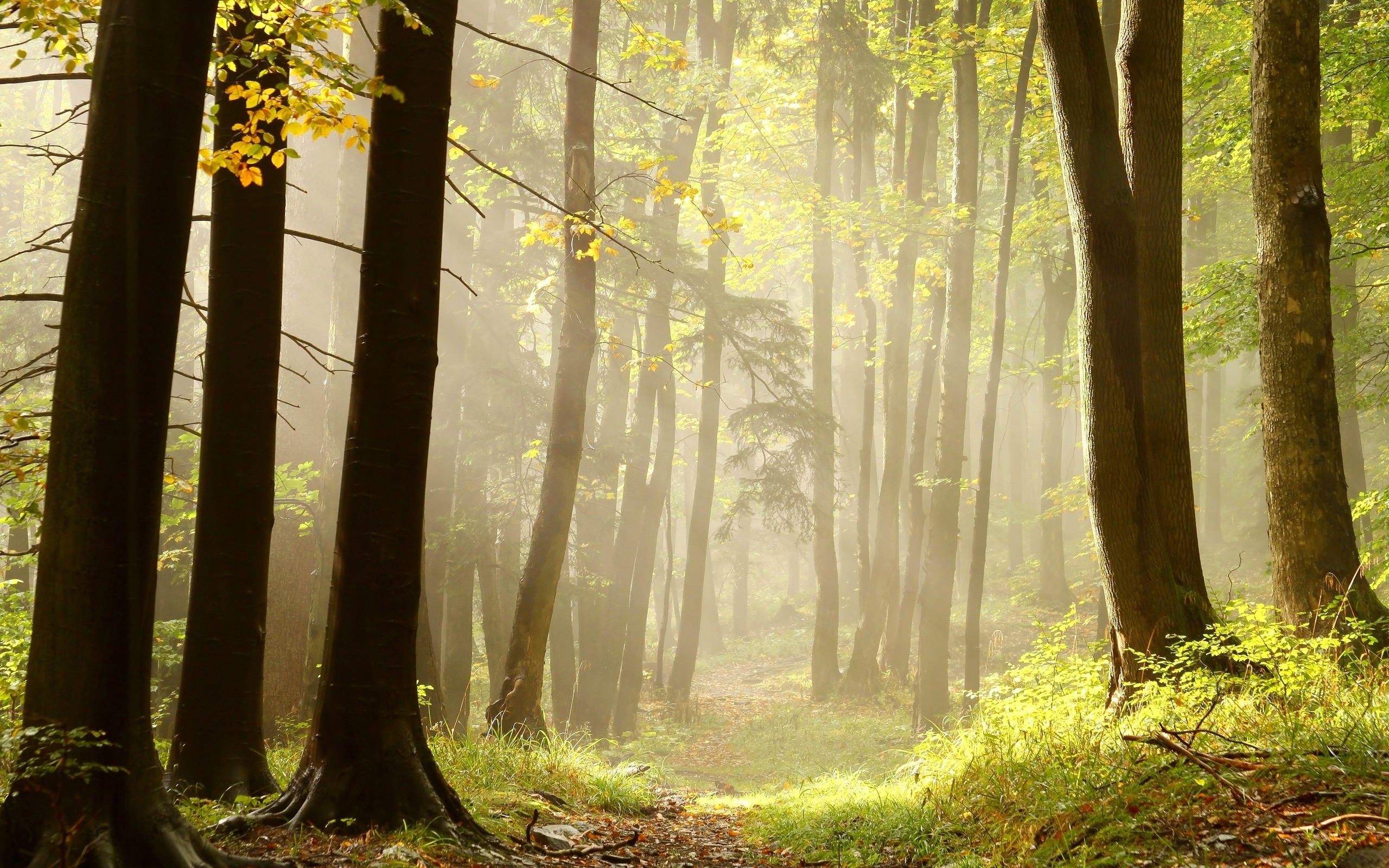 Téléchargez gratuitement l'image Brouillard, Terre/nature sur le bureau de votre PC