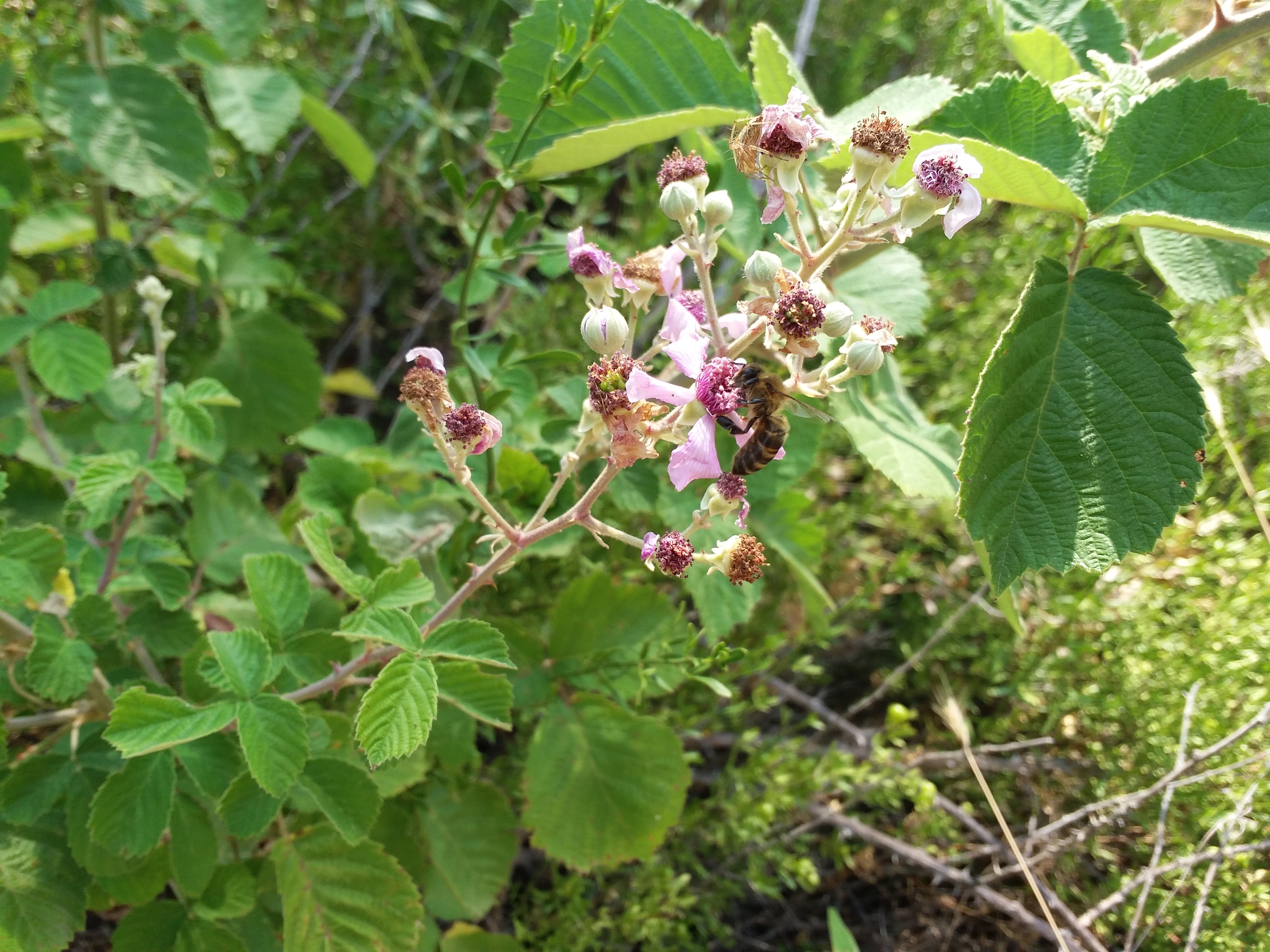 Descarga gratis la imagen Flor, Tierra/naturaleza en el escritorio de tu PC