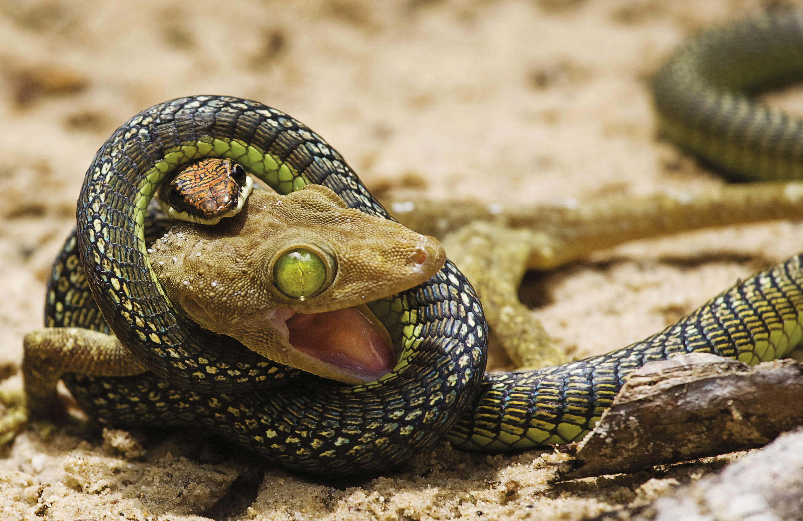 Download mobile wallpaper Snake, Reptiles, Animal for free.