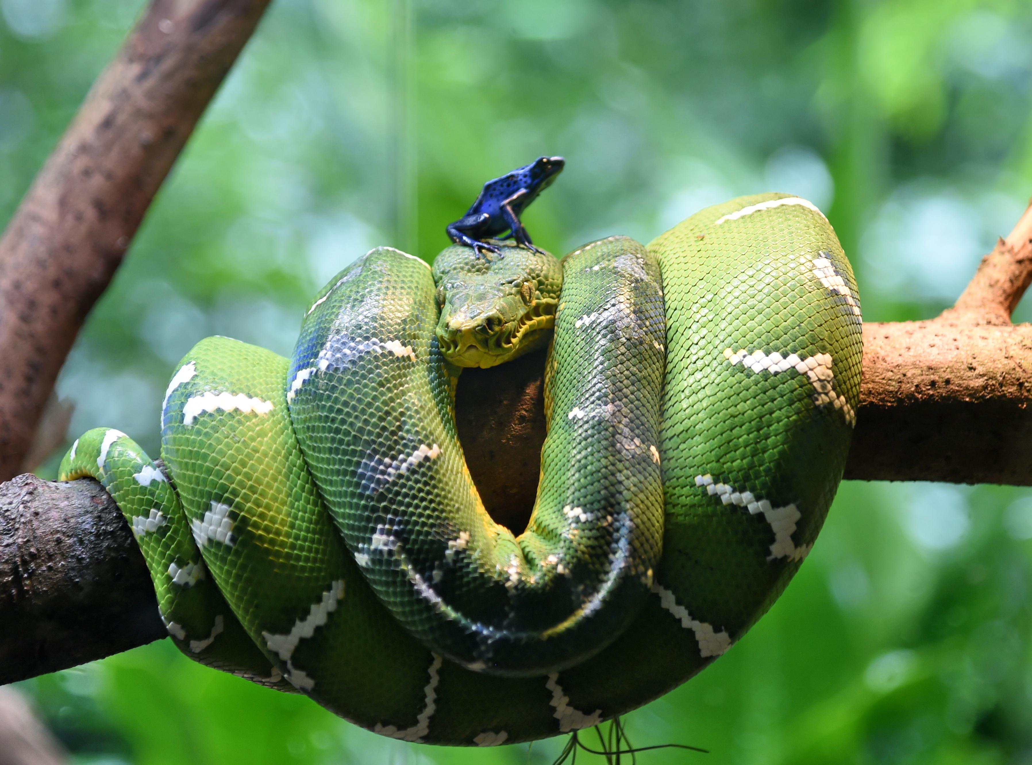 Laden Sie das Tiere, Schlange, Reptilien, Python-Bild kostenlos auf Ihren PC-Desktop herunter